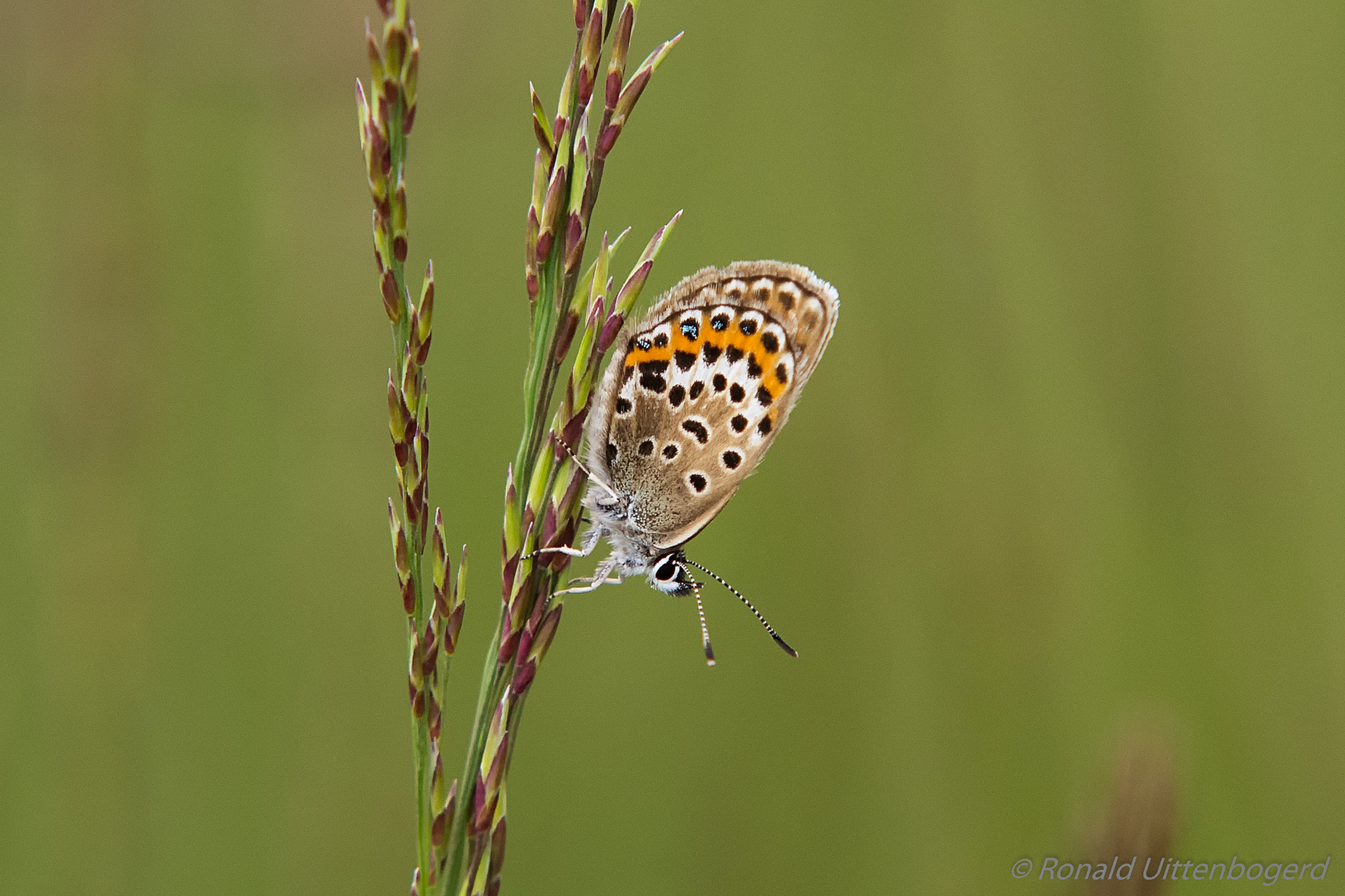 Pentax K-5 sample photo. Silver-studded blue photography