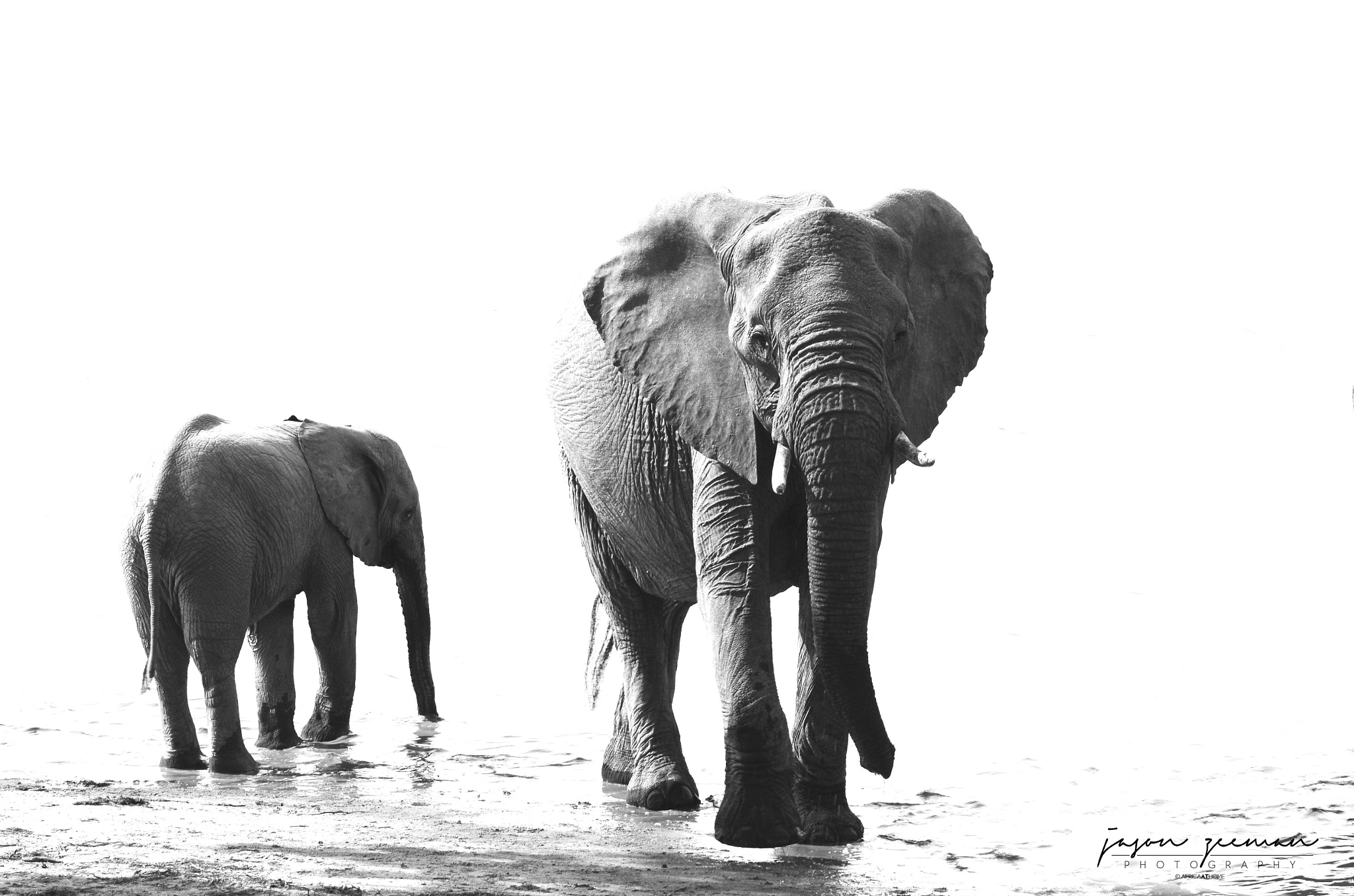 Tamron SP 70-200mm F2.8 Di VC USD sample photo. Mom and calf photography