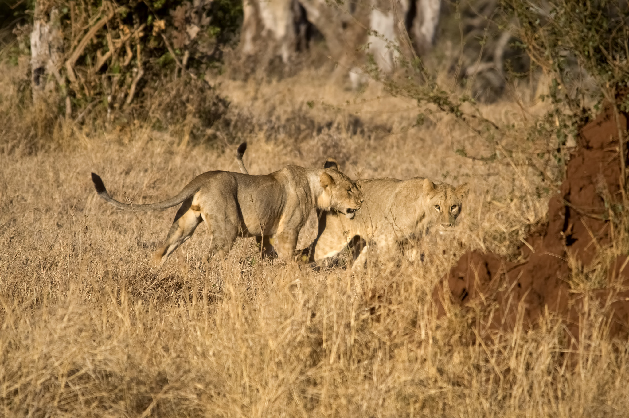 Sigma 150-500mm F5-6.3 DG OS HSM sample photo. Outdoor games photography