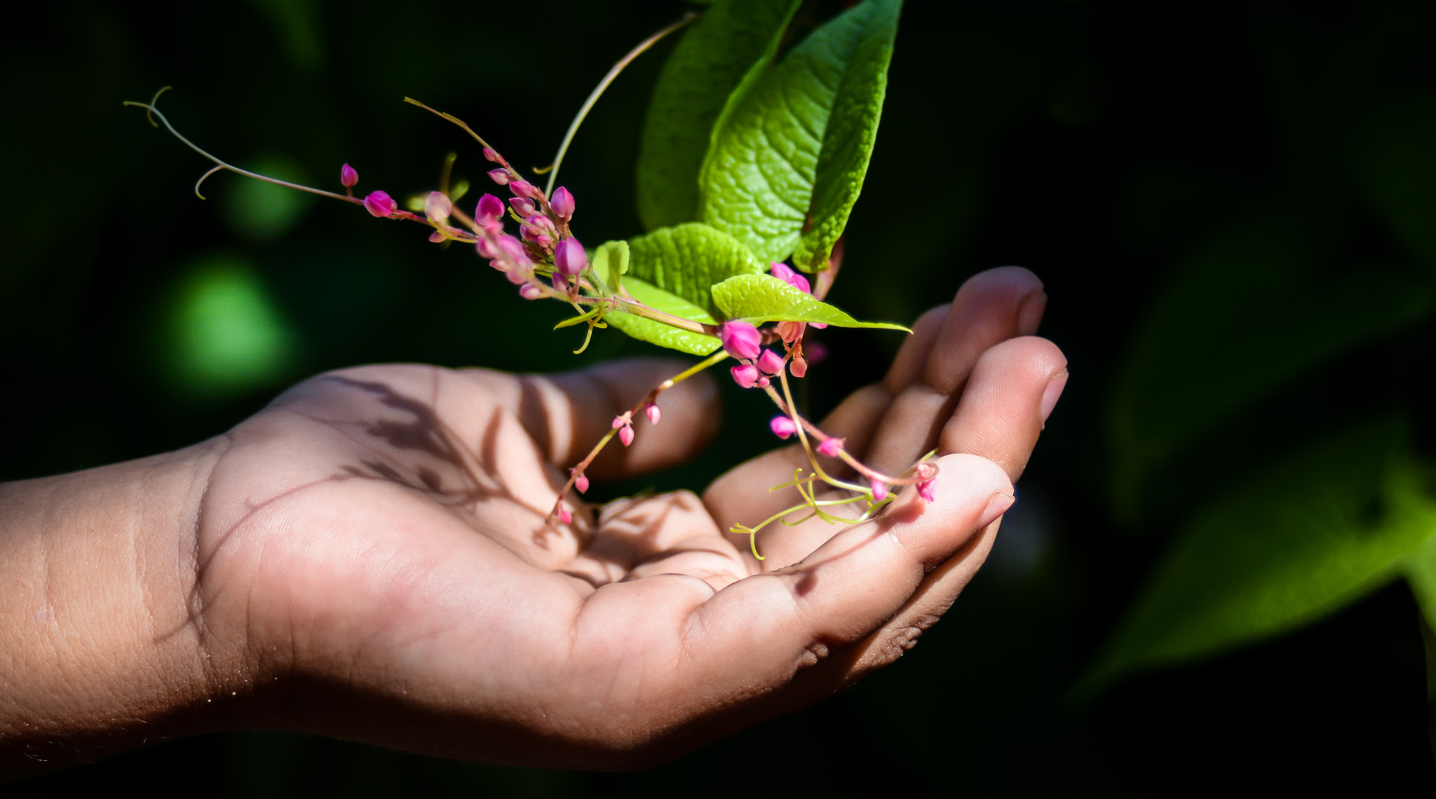 Nikon D7100 + AF Zoom-Nikkor 35-70mm f/3.3-4.5 sample photo. Save our environment  photography