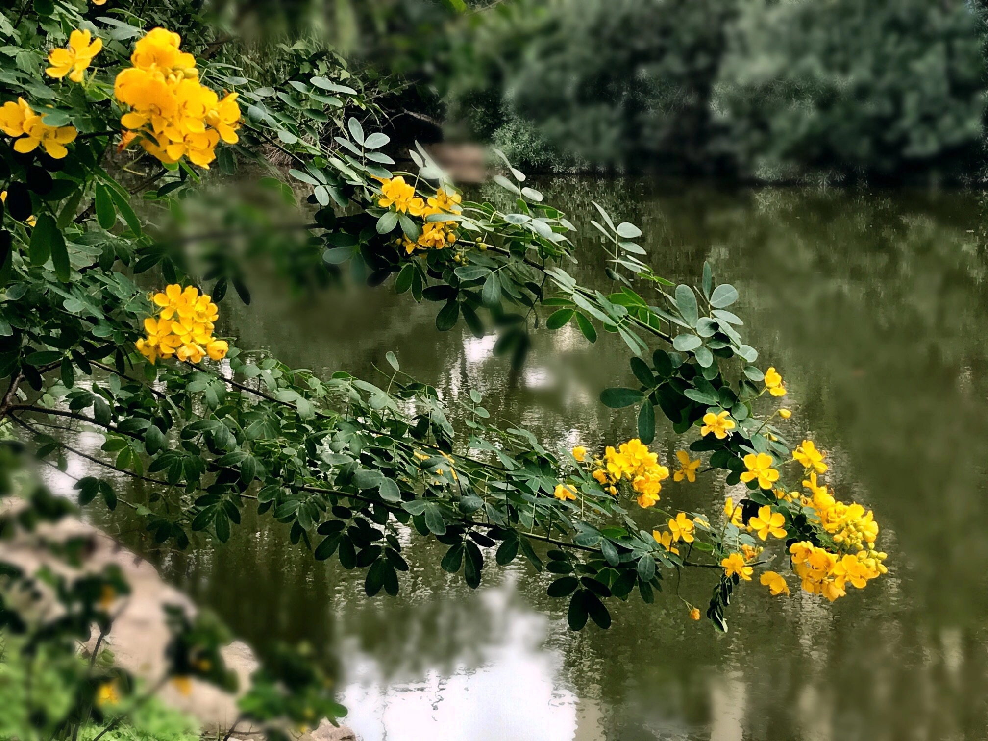 Apple iPhone9,1 sample photo. Cassia bicapularis at riverside 河边的双莢槐 photography