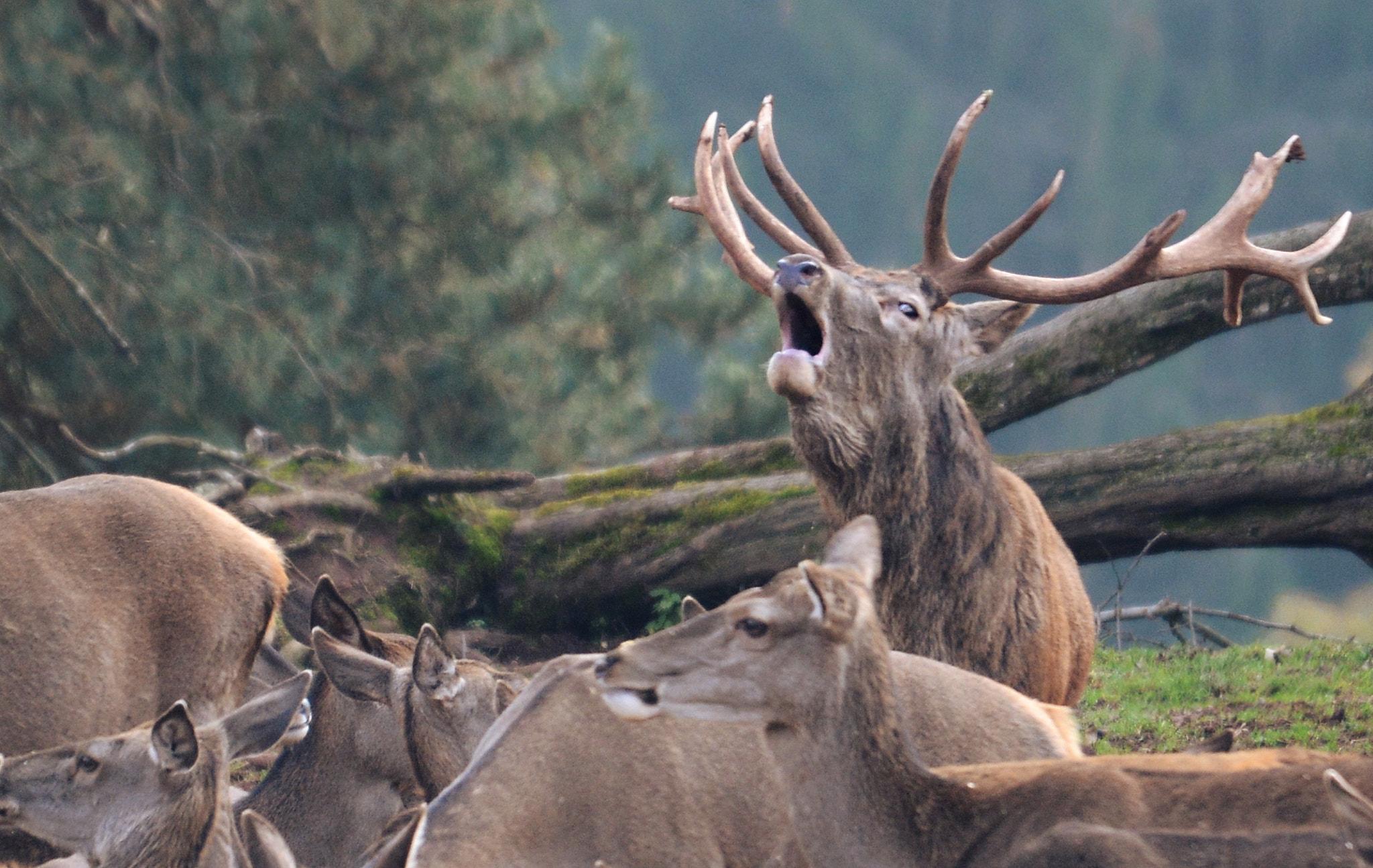 Sigma 120-400mm F4.5-5.6 DG OS HSM sample photo. I'm the ruler photography