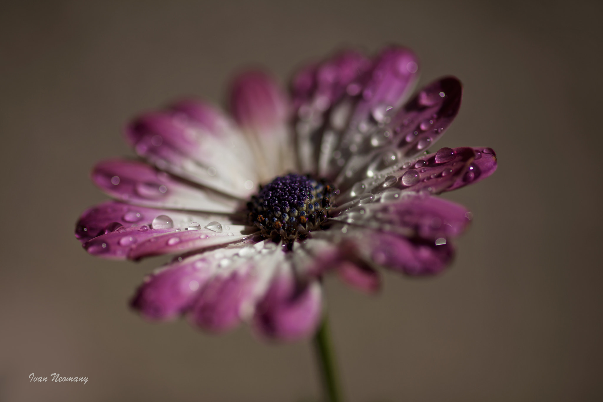 Canon EOS 5D Mark II + ZEISS Makro-Planar T* 100mm F2 sample photo. Flower photography