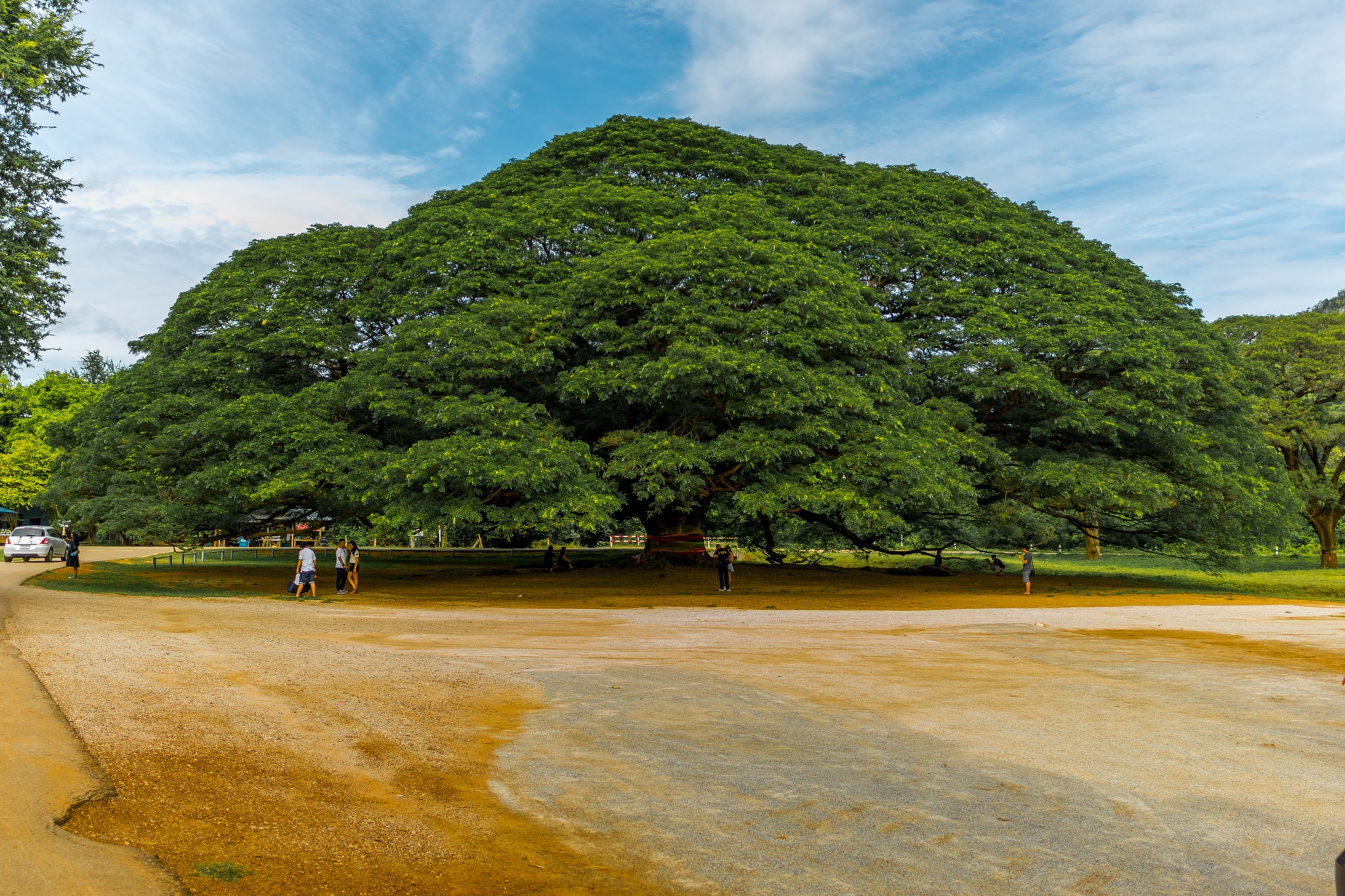 Nikon D3300 + Nikon AF-S Nikkor 20mm F1.8G ED sample photo. Giant tree in kanchanaburi photography