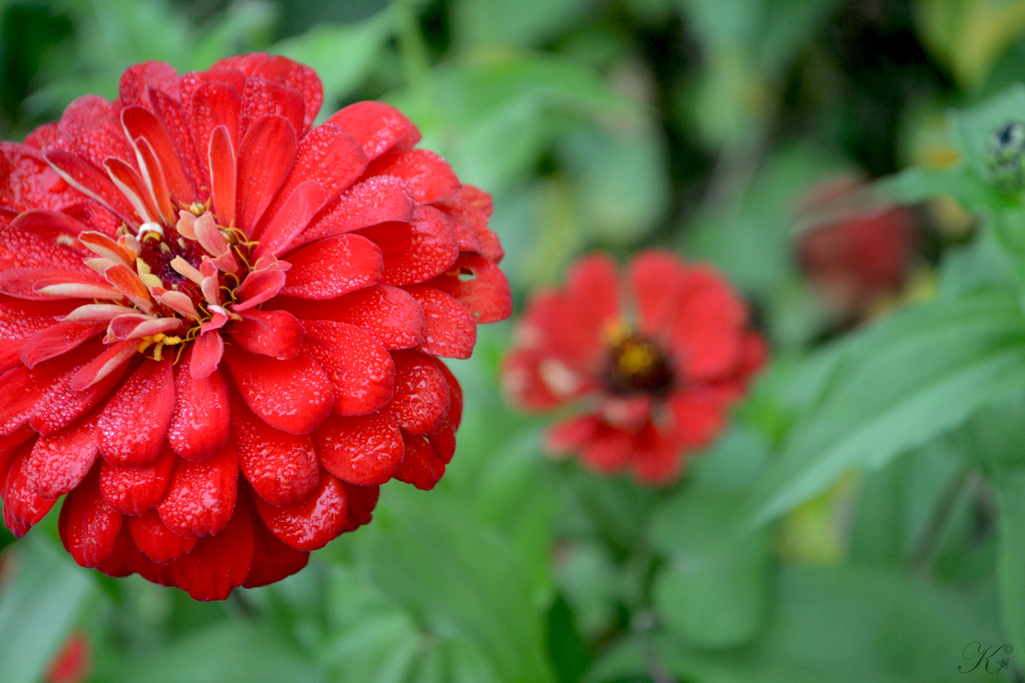 Nikon D3100 sample photo. Shallow depth of field photography