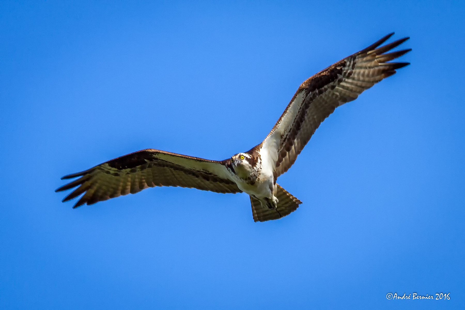 Canon EF 300mm F4L IS USM sample photo. Balbuzar photography