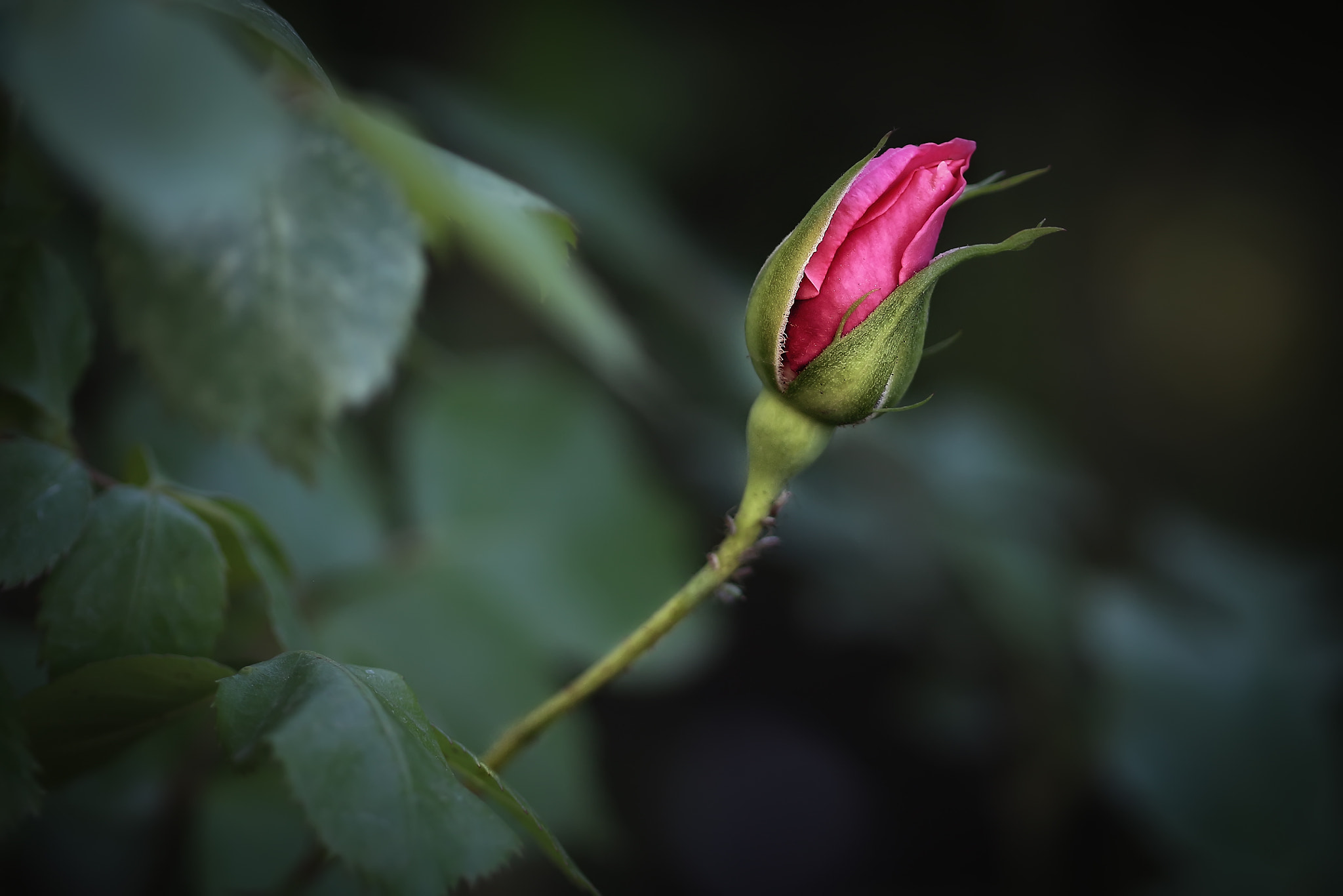 Canon EF 100mm F2.8 Macro USM sample photo. Rose photography