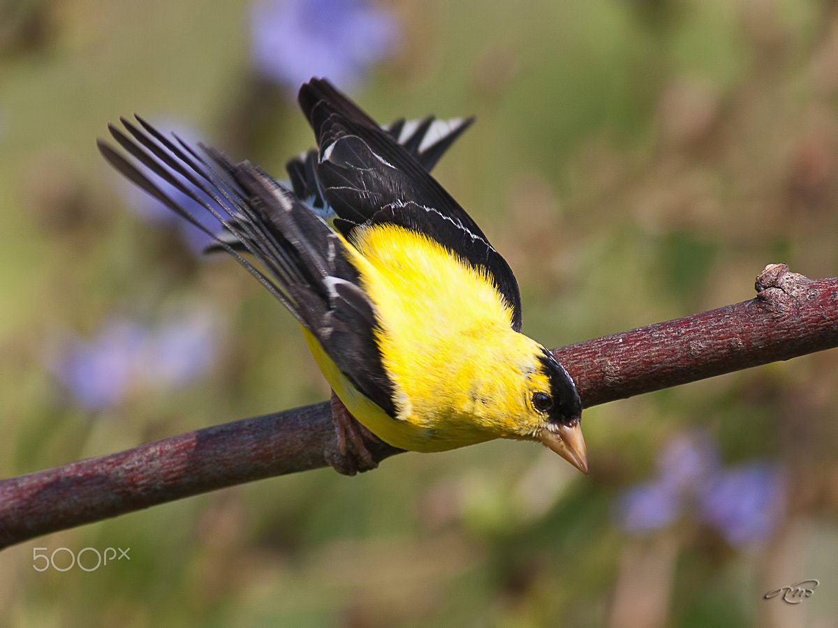 Canon EOS 40D + Canon EF 400mm F5.6L USM sample photo. American goldfinch photography