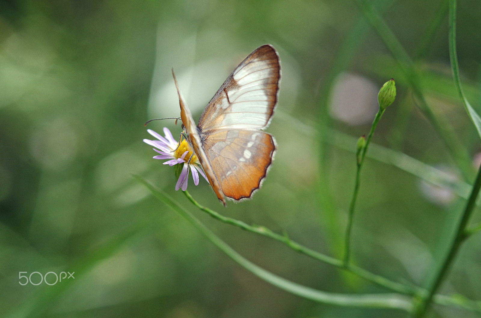 smc PENTAX-DA L 55-300mm F4-5.8 ED sample photo. Butterfly alight photography