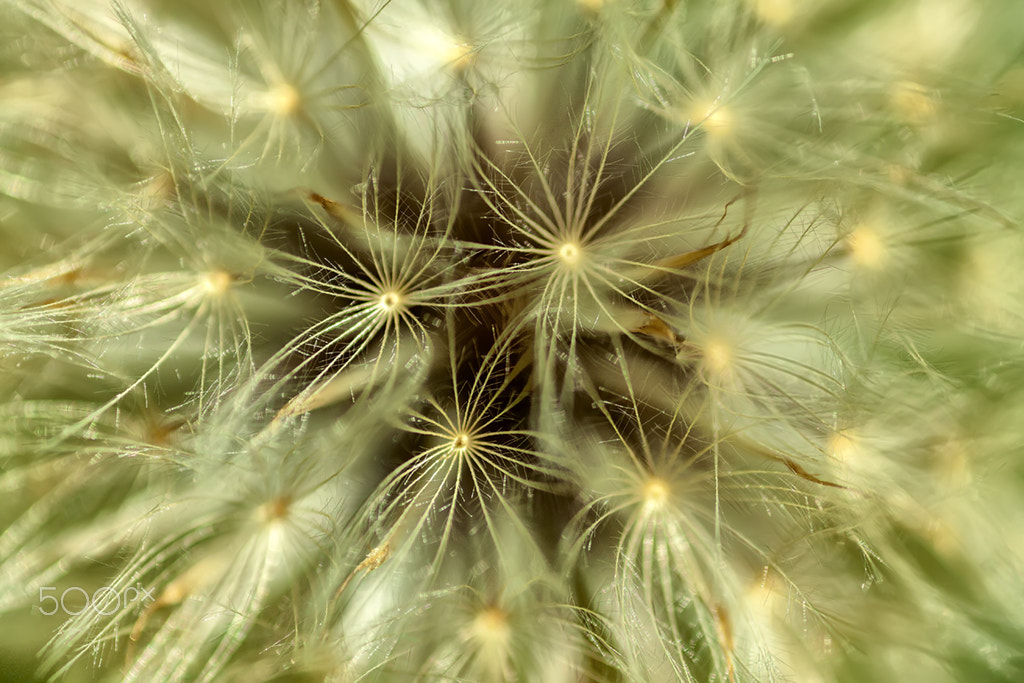 Canon MP-E 65mm F2.5 1-5x Macro Photo sample photo. Detalhes de um dente de leao photography