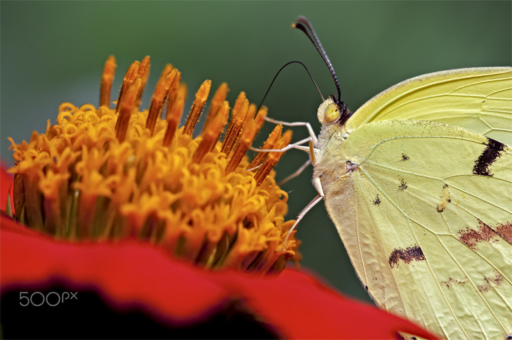 Canon EF 100mm F2.8 Macro USM sample photo. Borboleta na flor photography