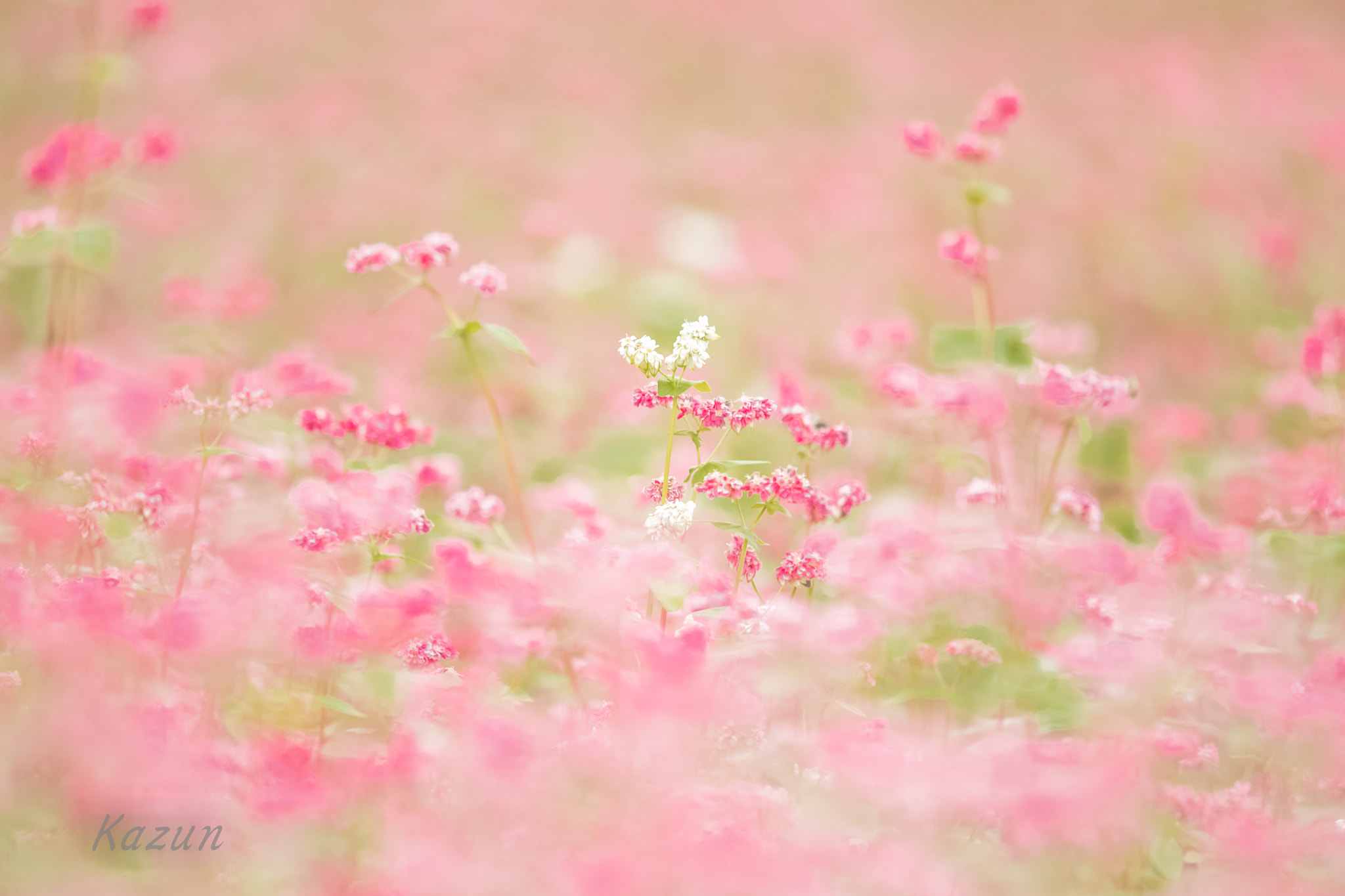 Nikon Nikkor AF-S 300mm F4E PF ED VR sample photo. White prince! photography