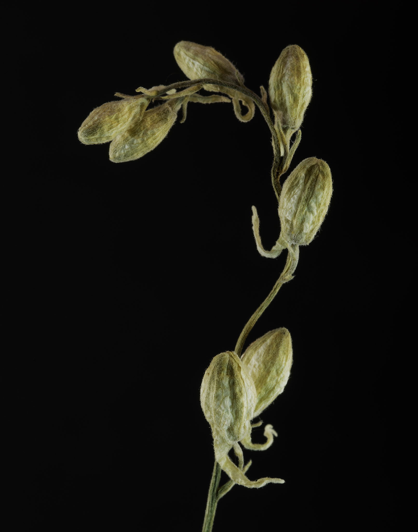 Sony a7 sample photo. Dried seeds. photography