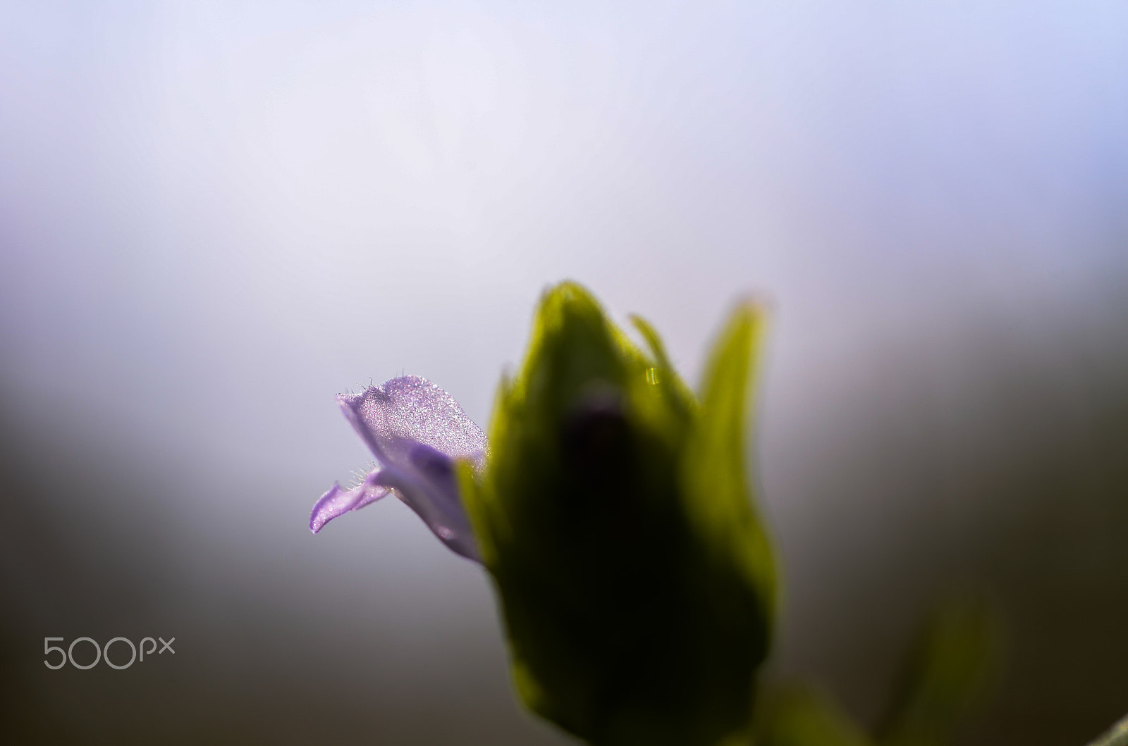 Nikon D7000 + Nikon AF Micro-Nikkor 60mm F2.8D sample photo. Shine photography