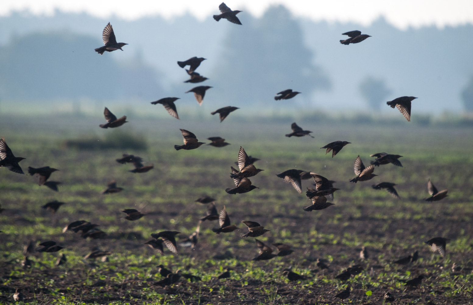 Pentax K-50 + Sigma sample photo. Birds photography