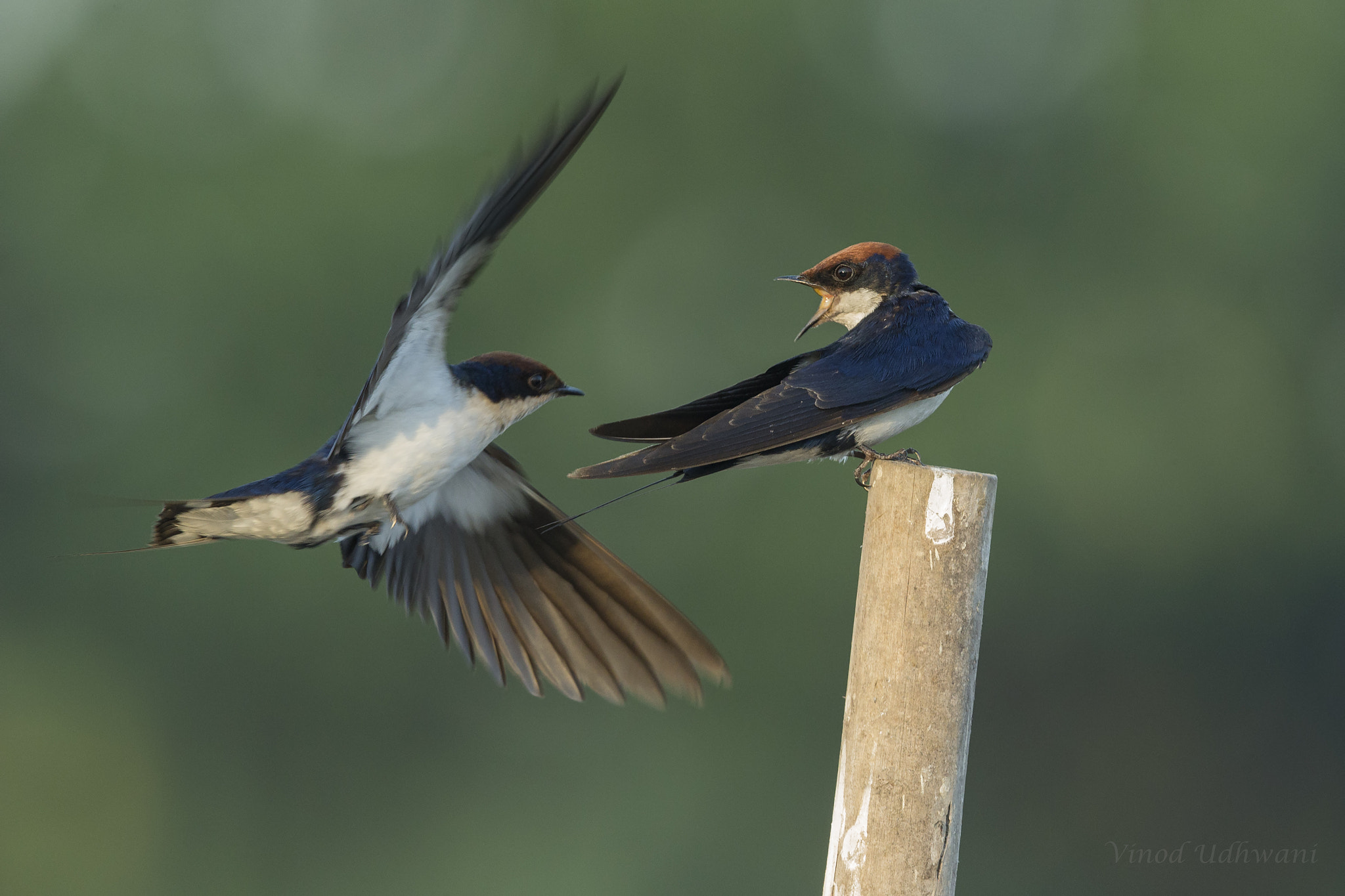 Canon EF 500mm F4L IS II USM sample photo. Flight lessons photography