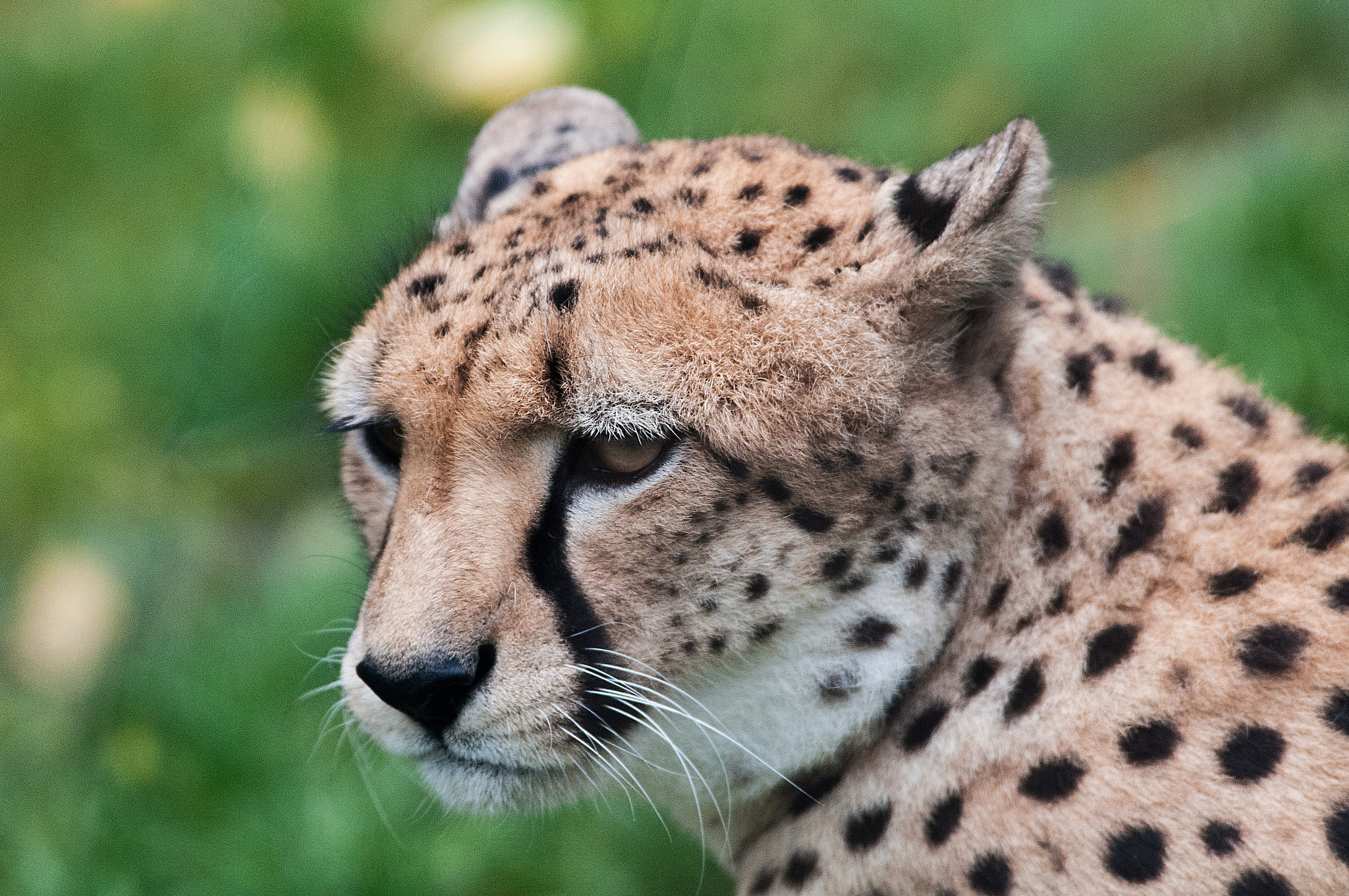 Nikon D300 sample photo. Cheetah photography