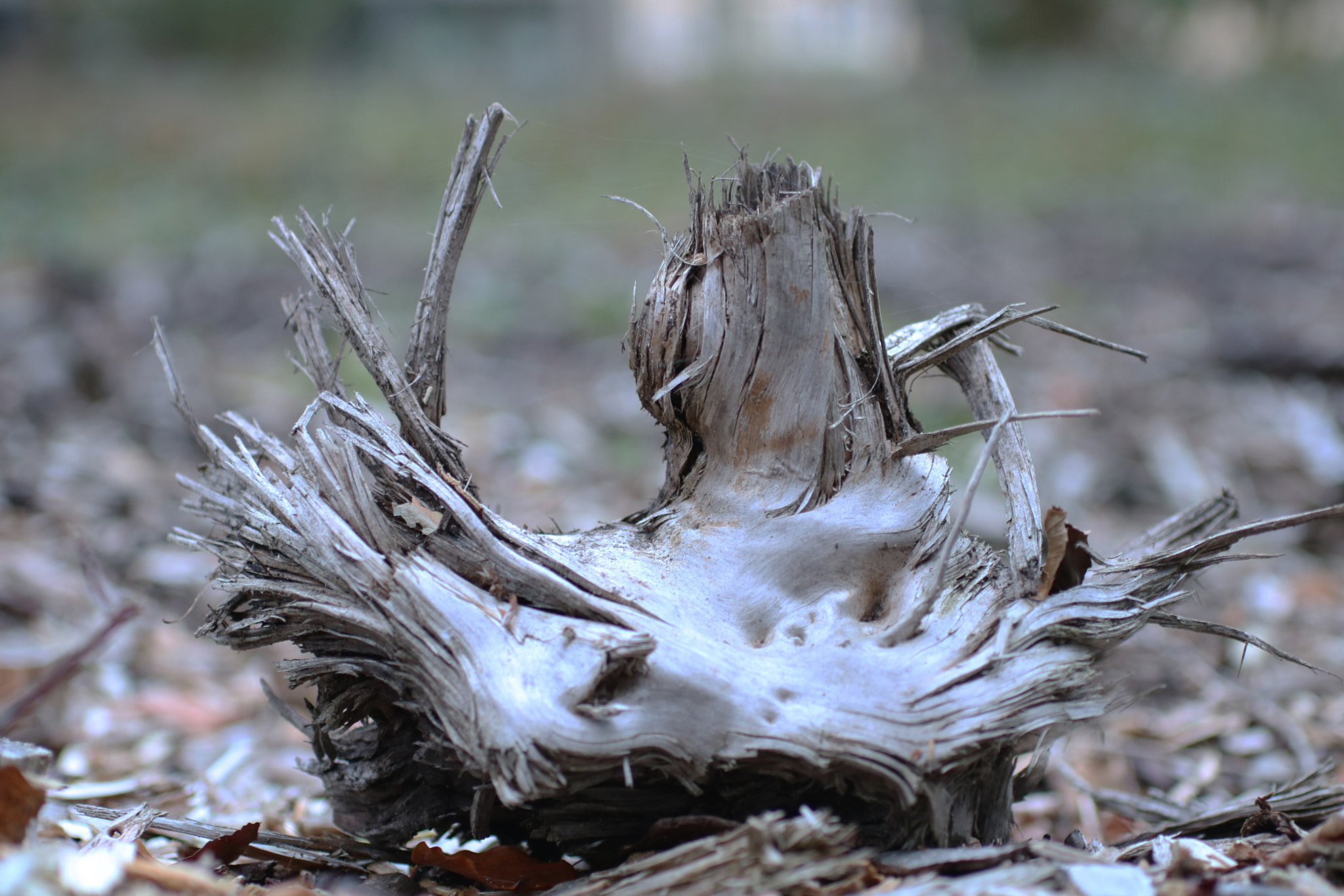 Sigma 50mm F1.4 EX DG HSM sample photo. Holz photography