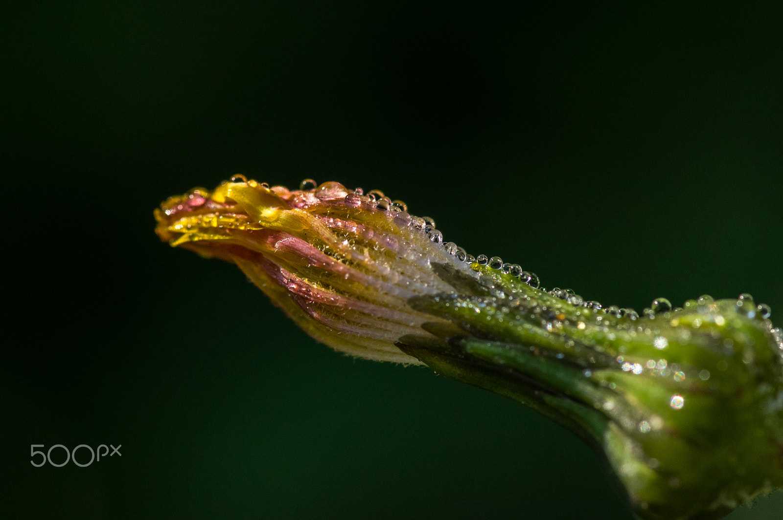 Pentax smc D-FA 100mm F2.8 macro sample photo. Unblown dandelion photography