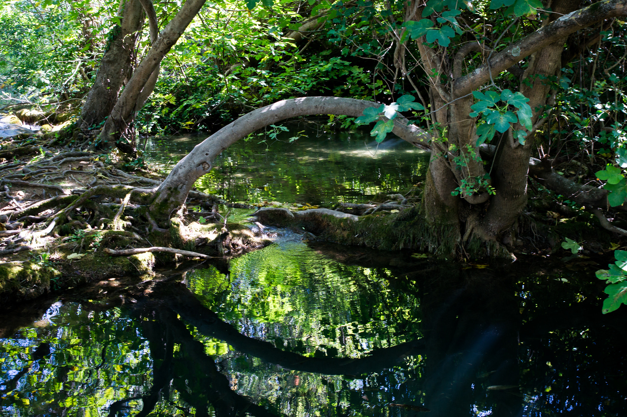 Sony Alpha DSLR-A450 sample photo. Forest photography