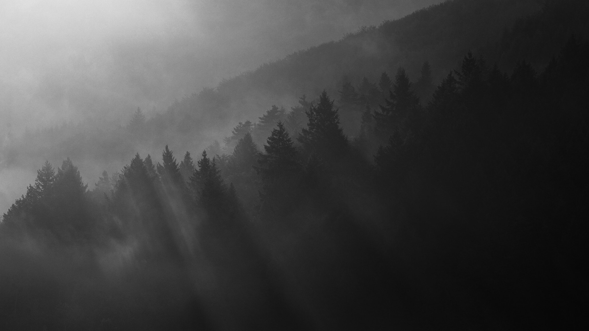 Canon EF 200mm F2.8L II USM sample photo. Tops in fog photography