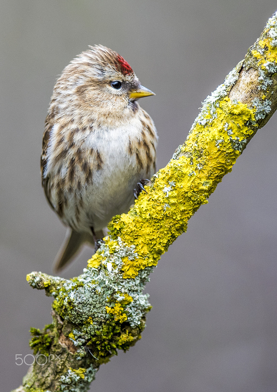 Nikon D810 + Nikon AF-S Nikkor 400mm F2.8G ED VR II sample photo. Lesser redpoll photography