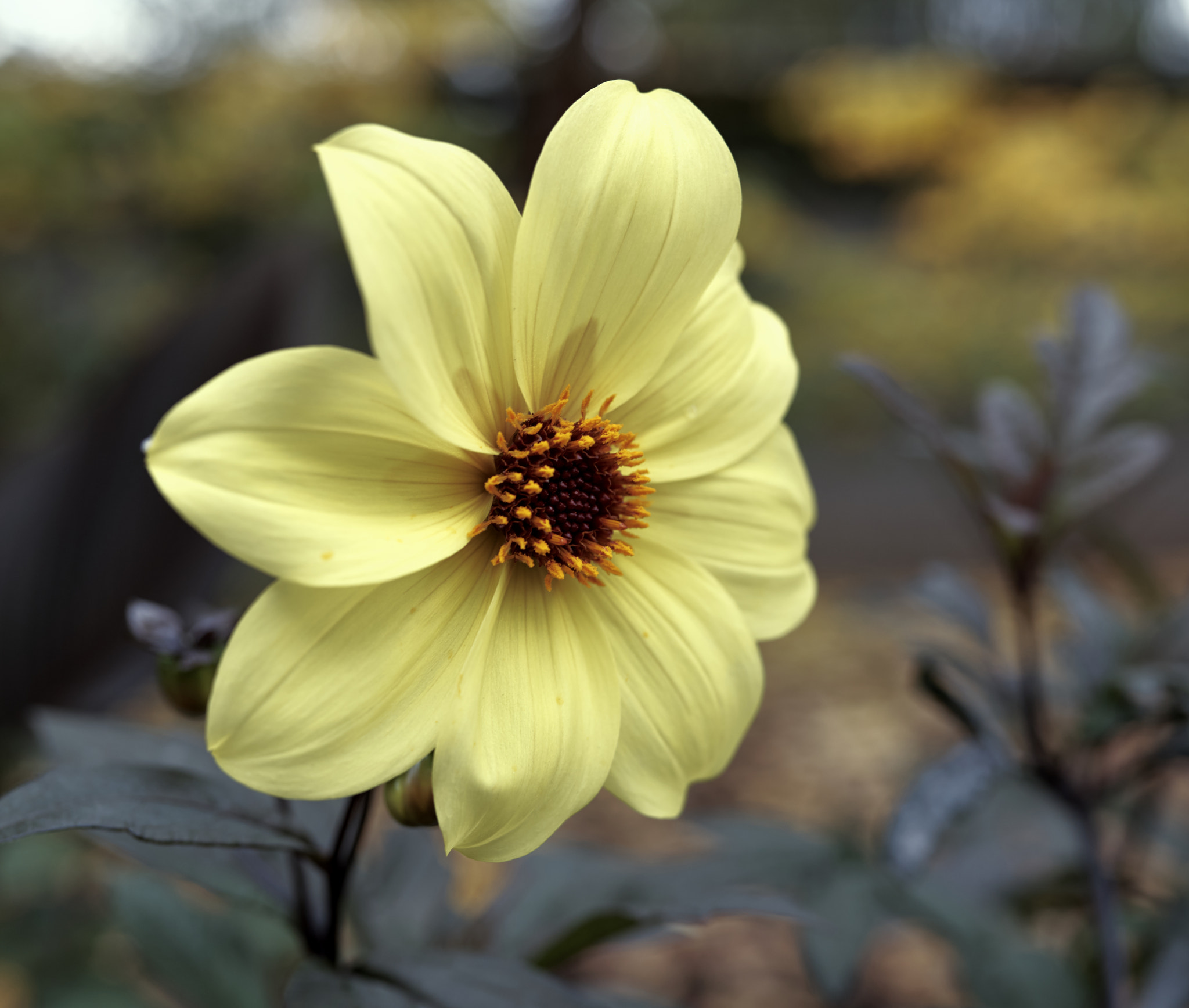 Sigma 35mm F1.4 DG HSM Art sample photo. Seattle center flower photography