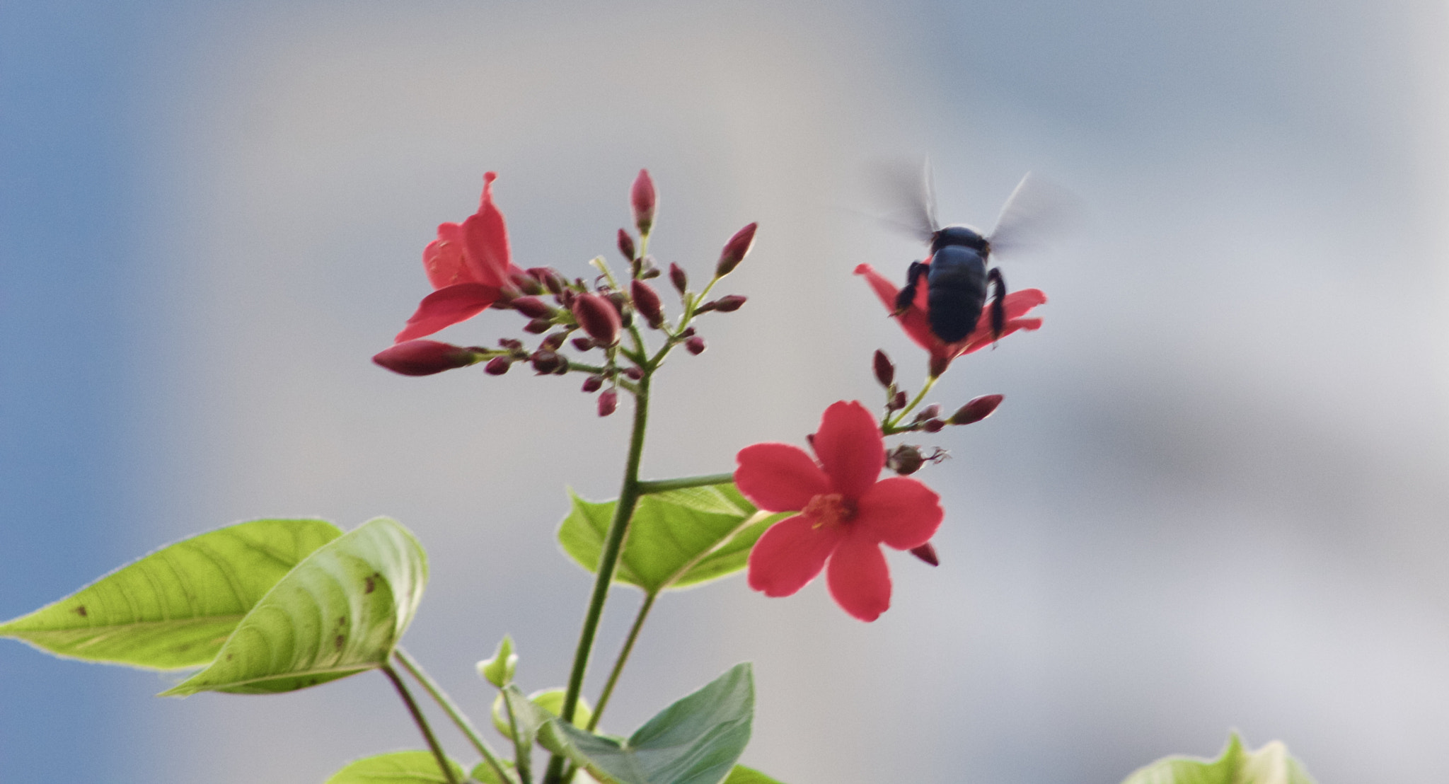 Canon EF 75-300mm f/4-5.6 USM sample photo