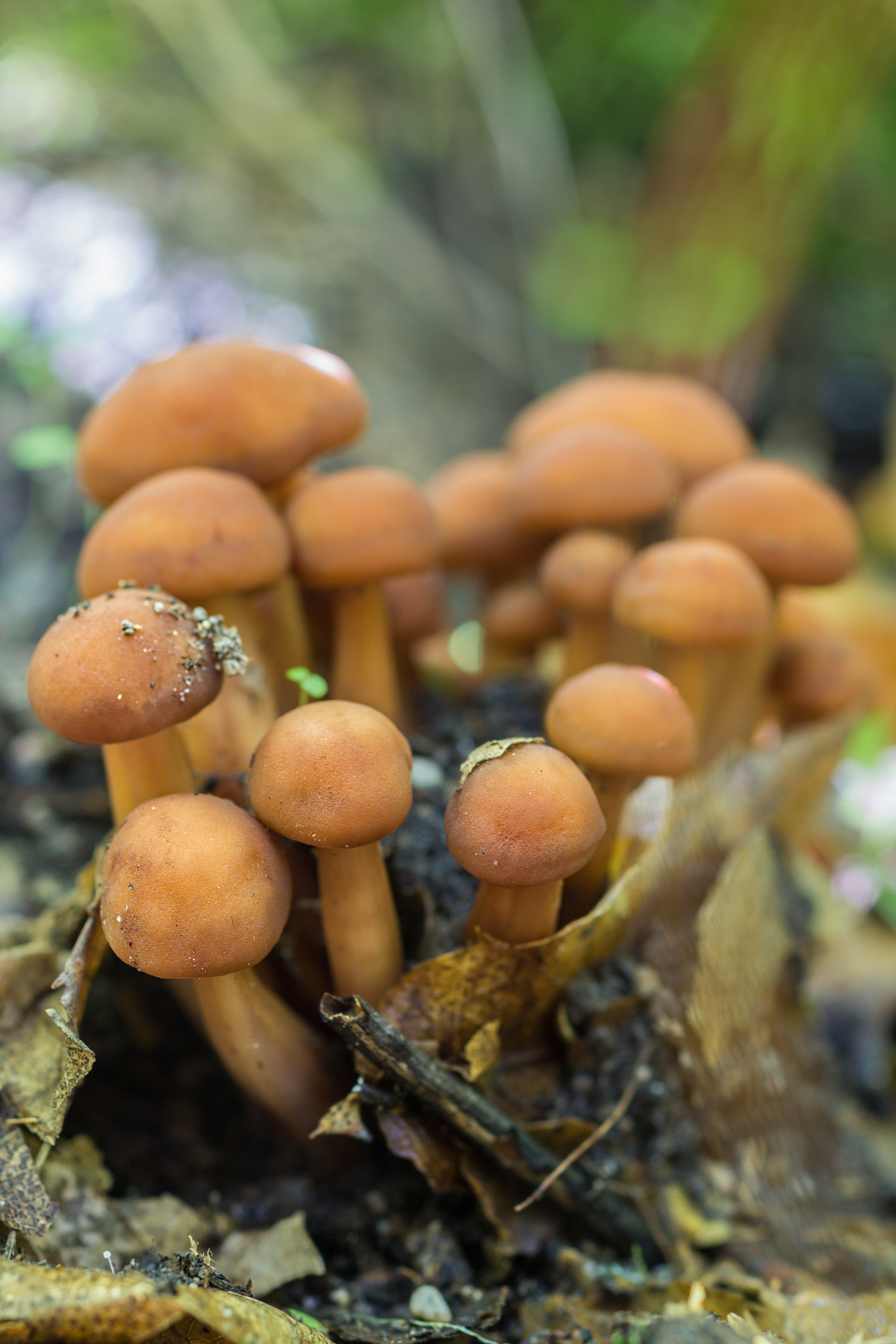 Canon EOS 60D + Sigma 50mm f/2.8 EX sample photo. Hypholoma fasciculare photography