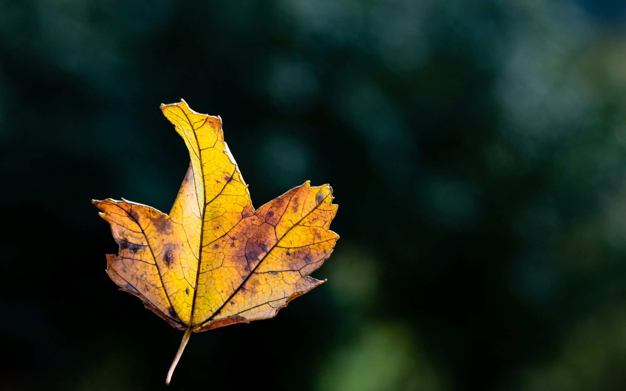 Canon EF 100mm F2.8 Macro USM sample photo. Fall blowing in photography