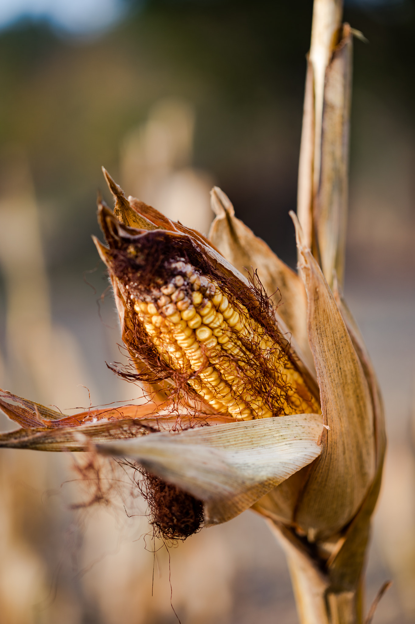 Canon EF 100mm F2.8 Macro USM sample photo. Harvest time photography