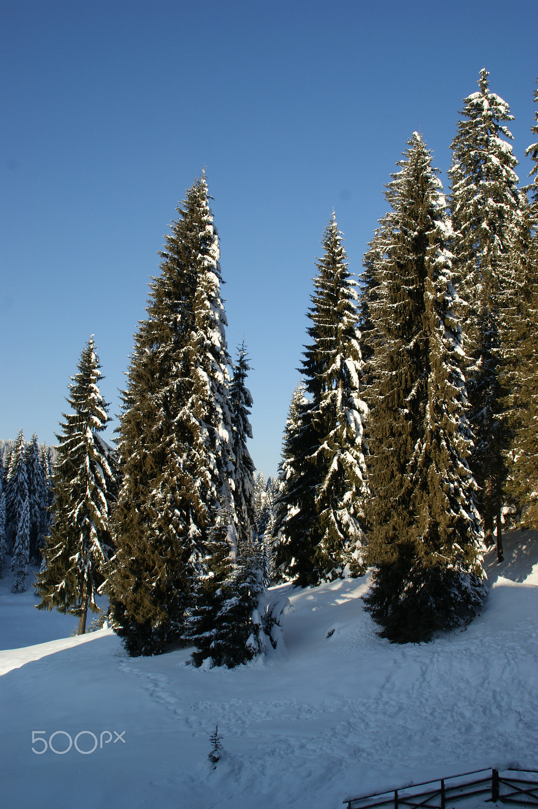 Sony DT 18-200mm F3.5-6.3 sample photo. Snowy pines photography