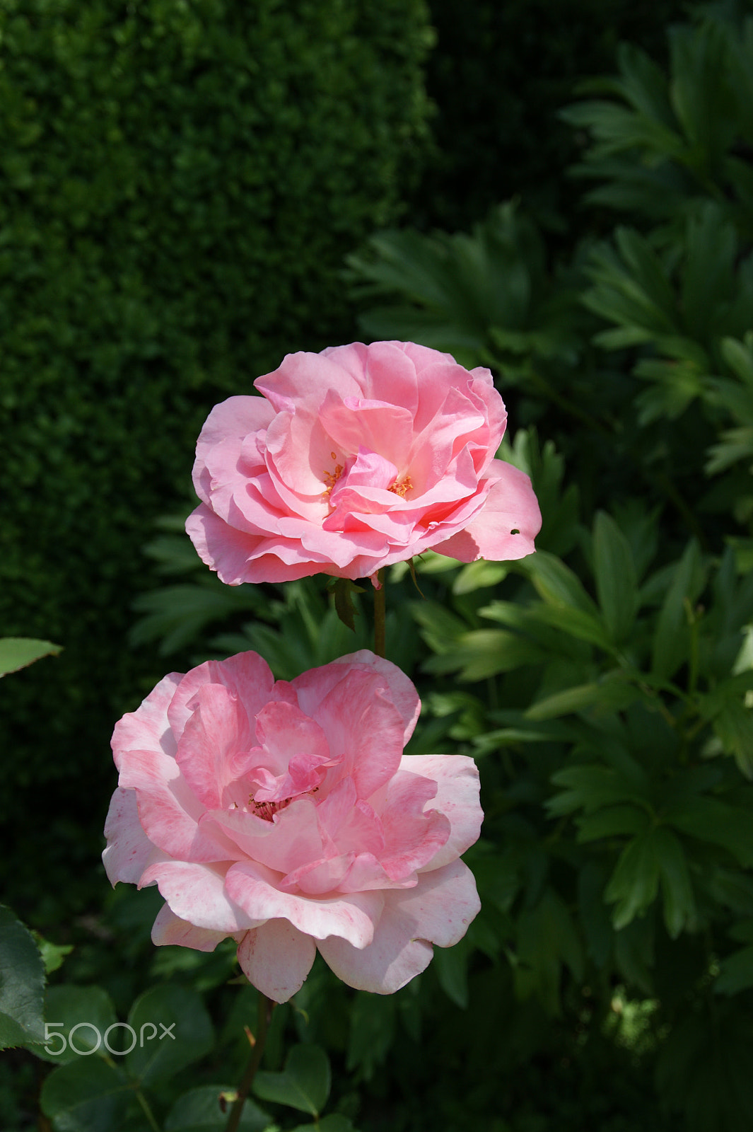 Sony DT 18-200mm F3.5-6.3 sample photo. Pink rose photography