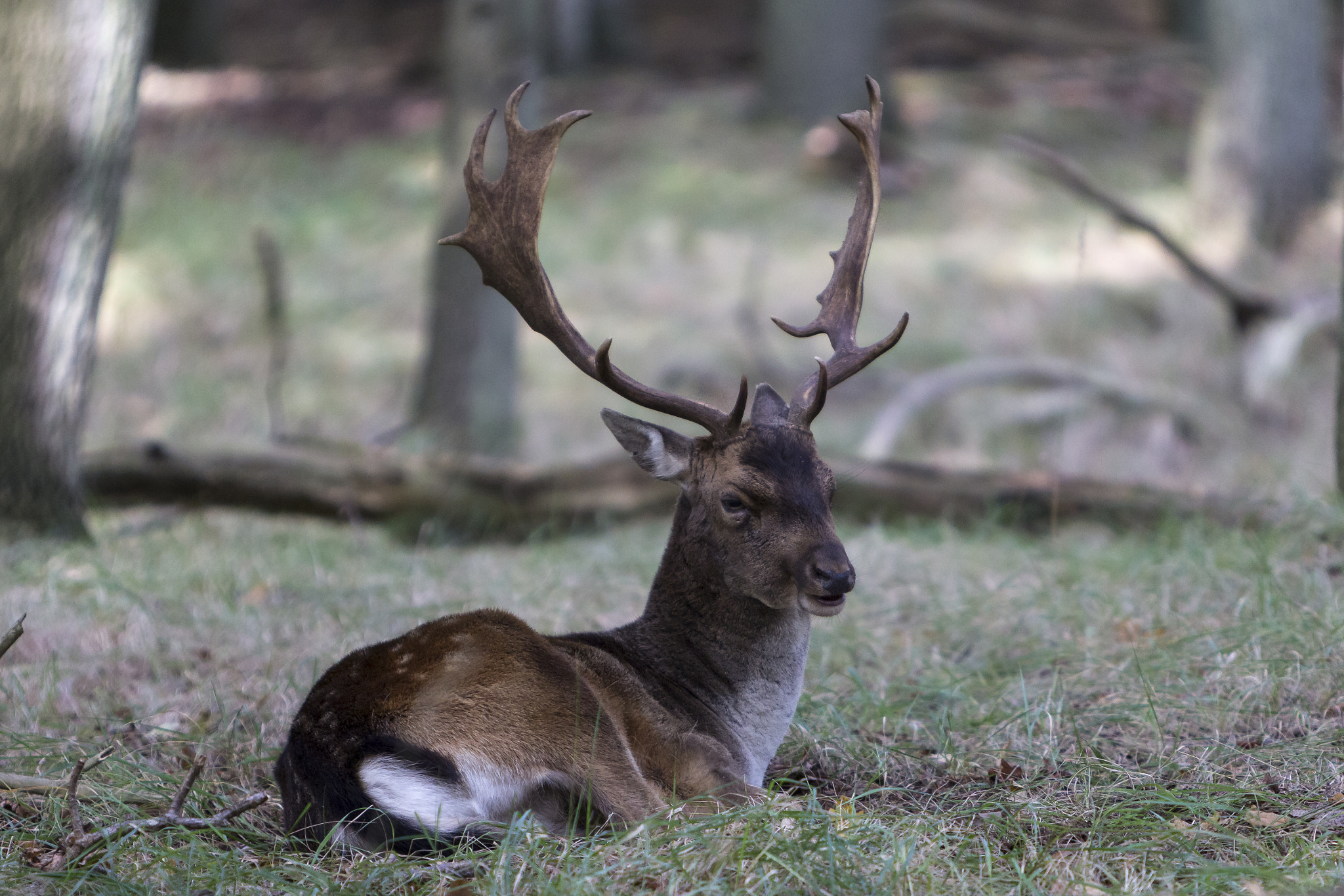 Canon EF 70-200mm F2.8L IS USM sample photo. Deer 2 photography