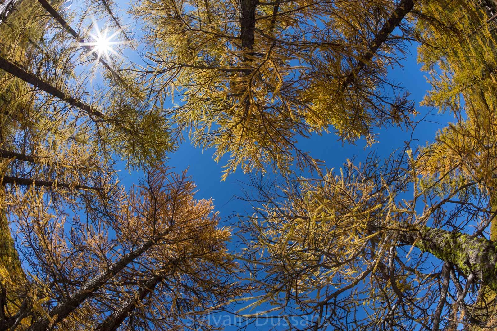 Canon EOS 5DS R + Canon EF 15mm F2.8 Fisheye sample photo. Mélèzes photography