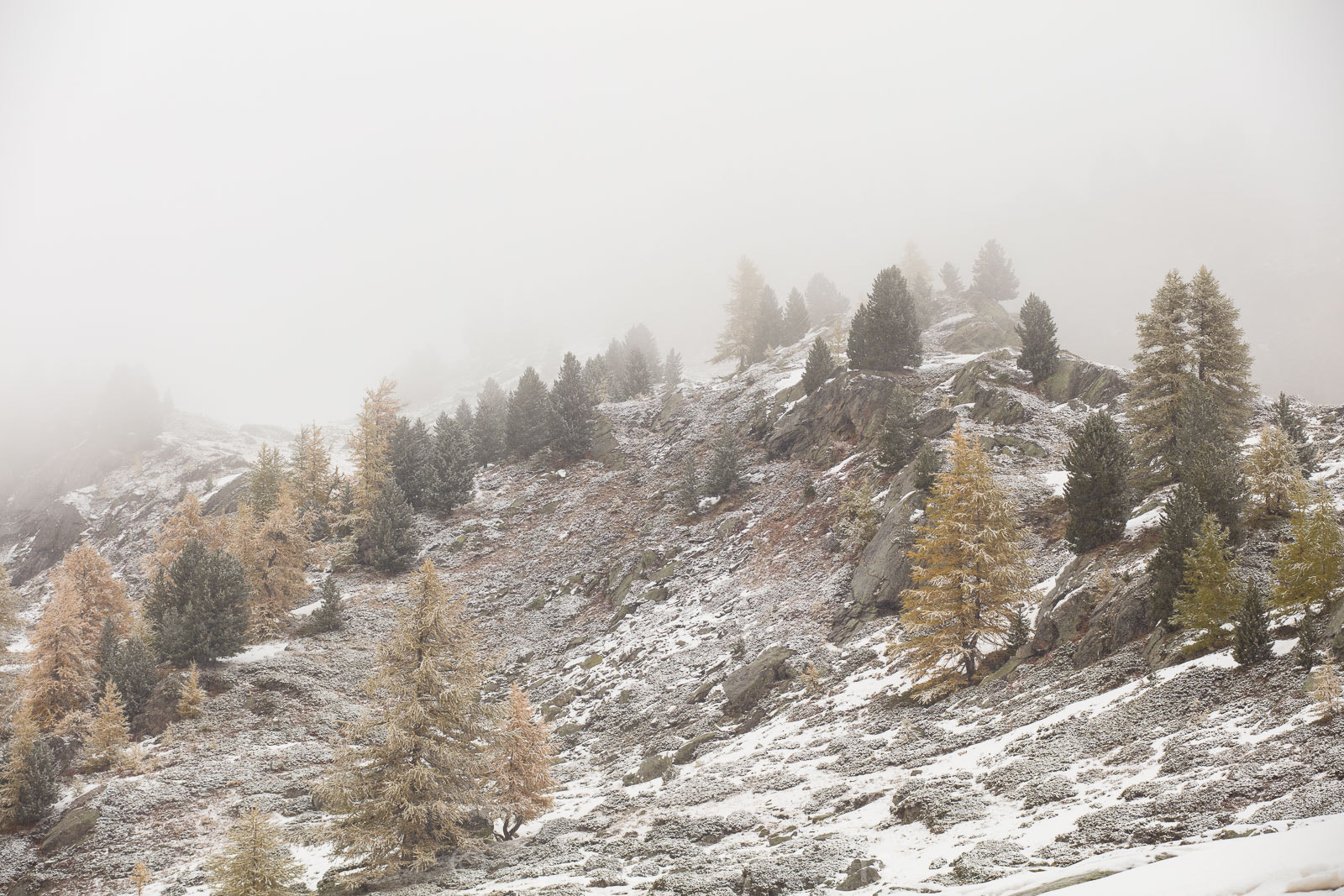 Canon EOS 5DS R + Sigma 70-200mm F2.8 EX DG OS HSM sample photo. Accrochés dans la brume photography