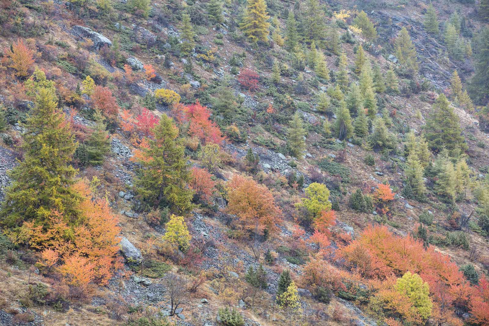 Canon EOS 5DS R + Sigma 70-200mm F2.8 EX DG OS HSM sample photo. Camaïeu d'automne photography