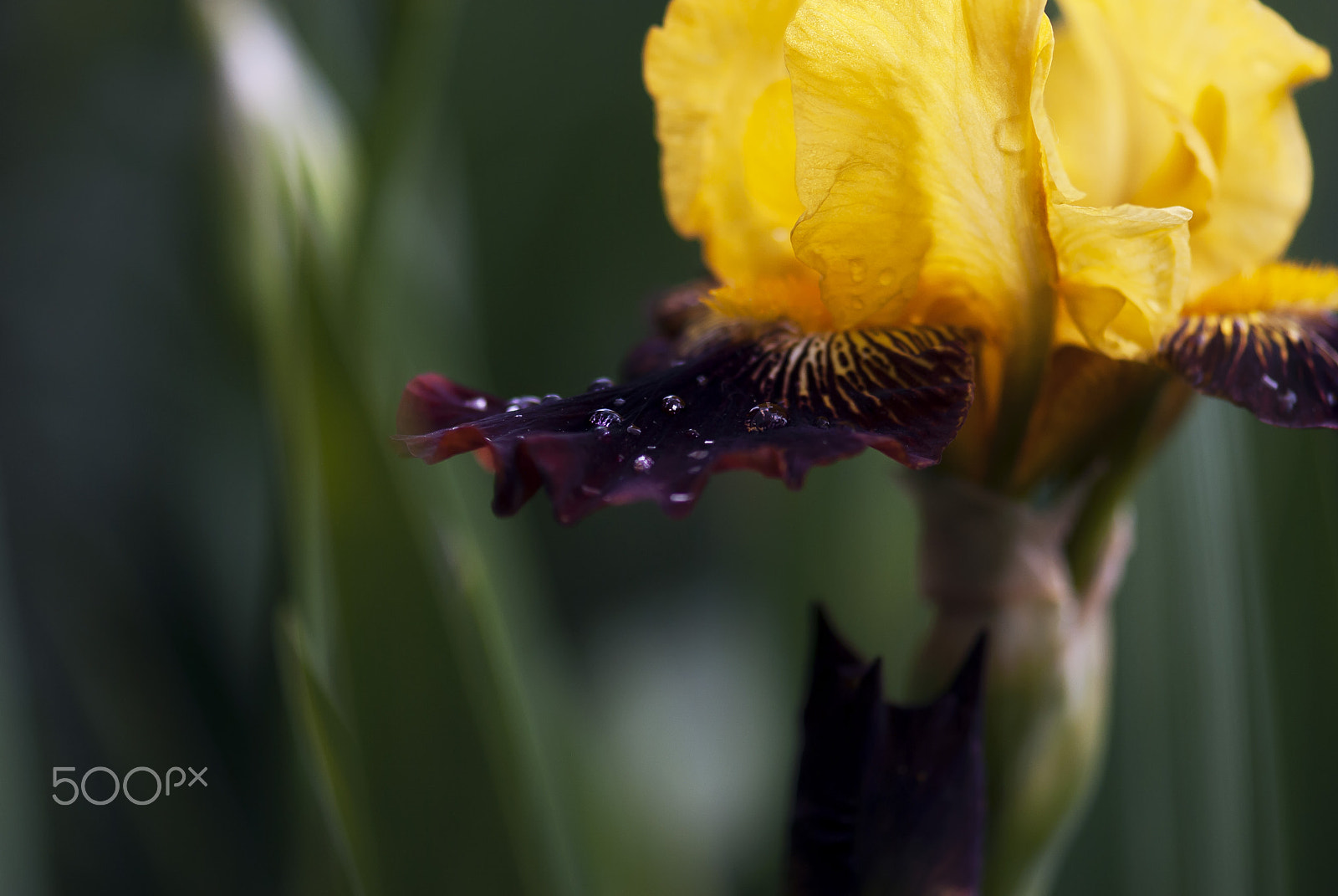Nikon AF-S Micro-Nikkor 105mm F2.8G IF-ED VR sample photo. Yellow and purple iris with water drops photography