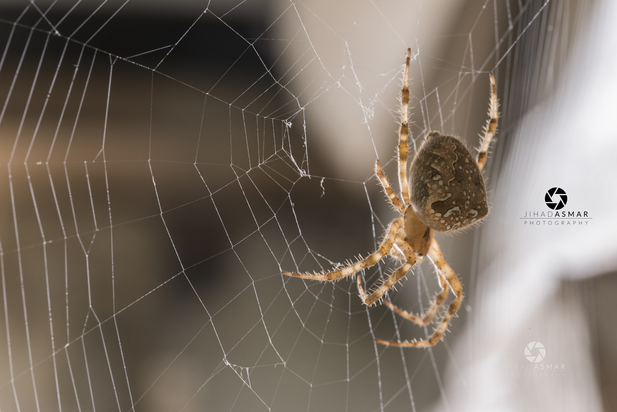 Sigma 150mm F2.8 EX DG Macro HSM sample photo. The web creation - lebanon photography