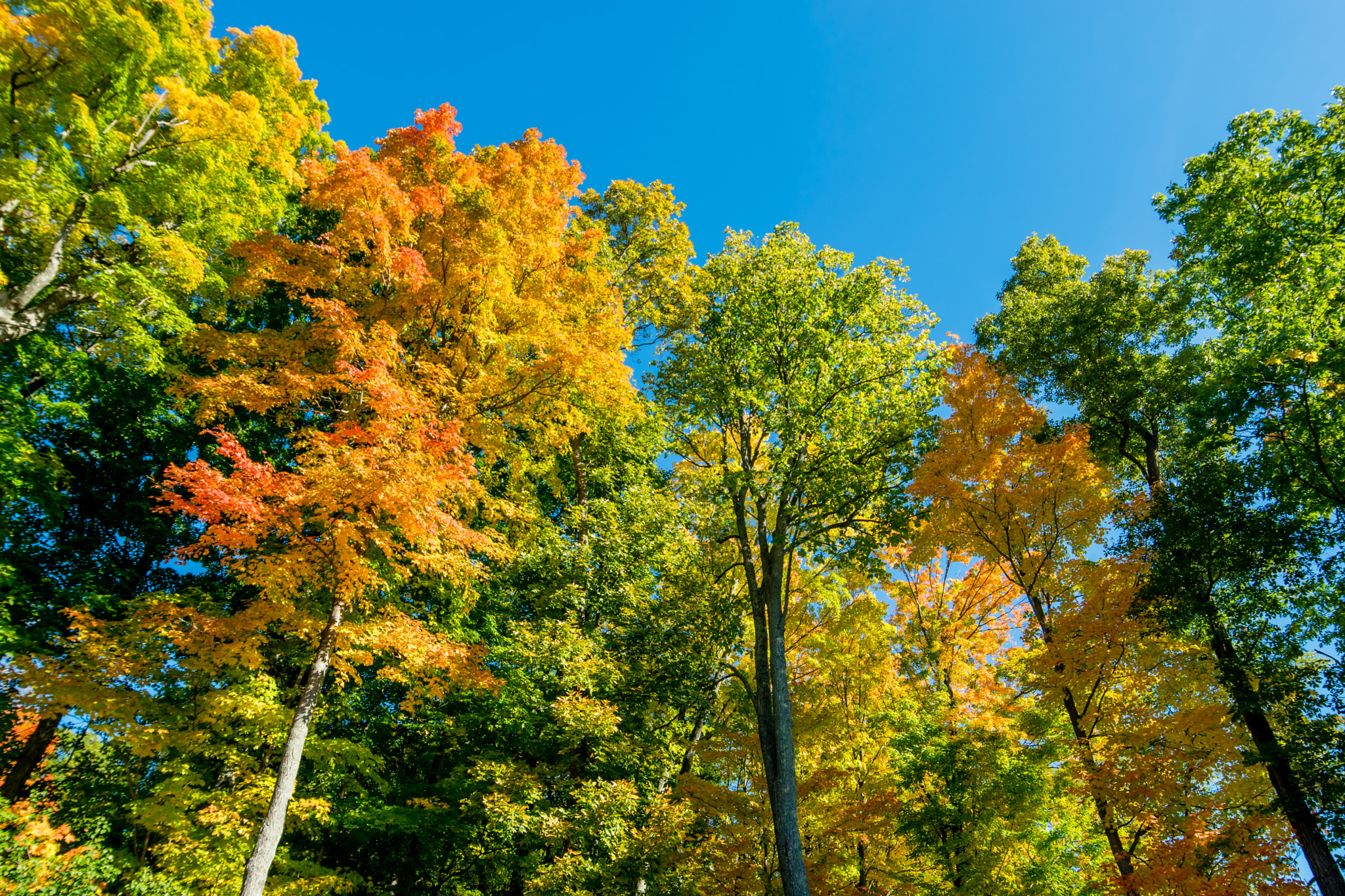 Samyang 14mm F2.8 ED AS IF UMC sample photo. Colors of the season photography