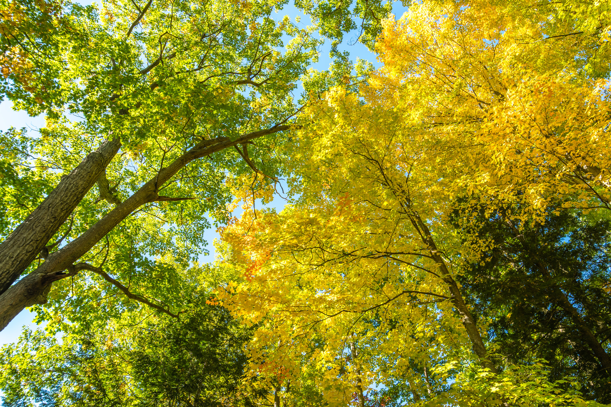 Samyang 14mm F2.8 ED AS IF UMC sample photo. Green and gold photography