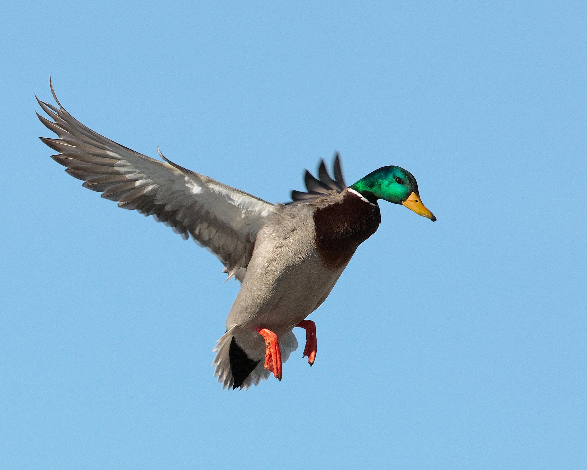 Canon EF 500mm F4L IS USM sample photo. Ascent photography