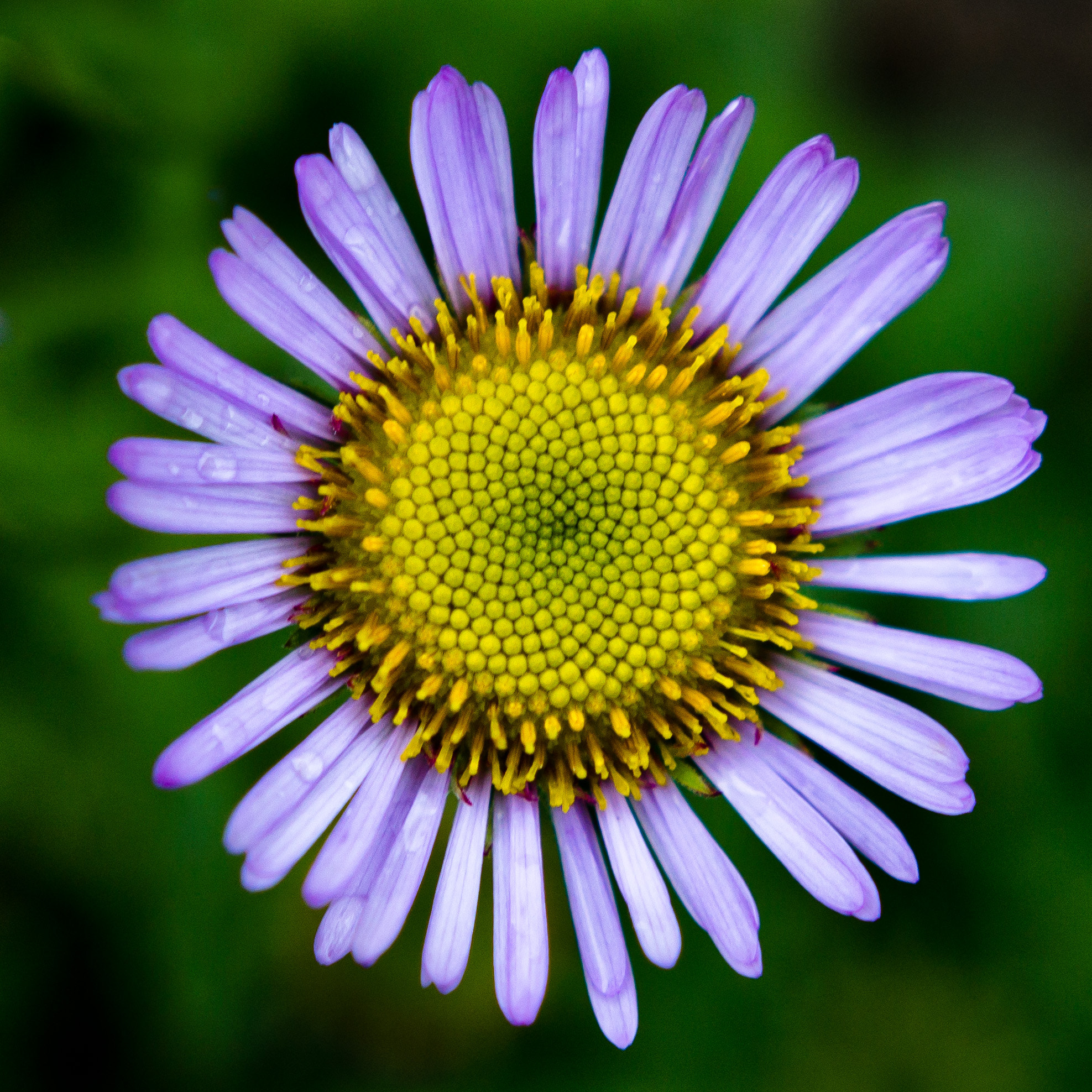 Sigma 18-35mm f/1.8 DC HSM sample photo. Flower spirals photography