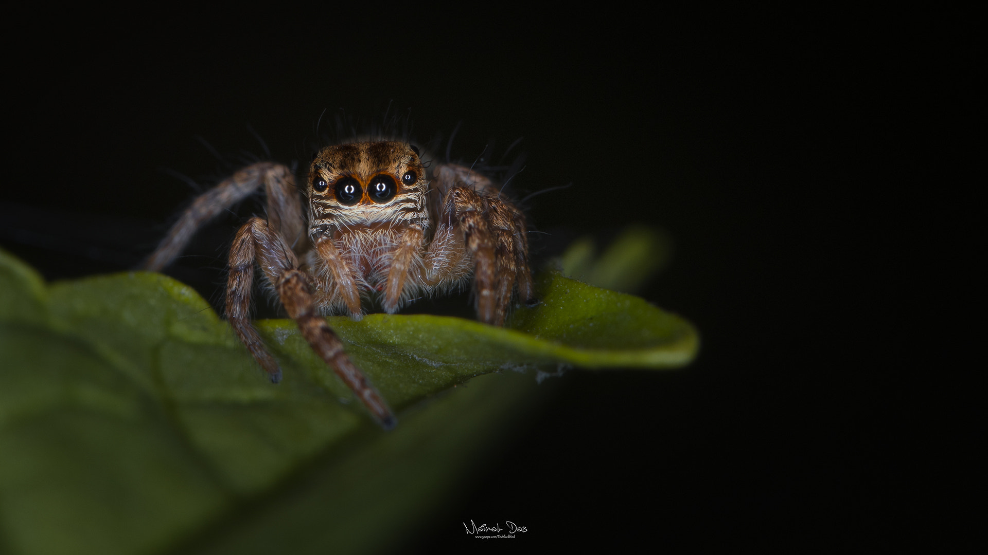 Nikon D500 sample photo. Jumping spider photography