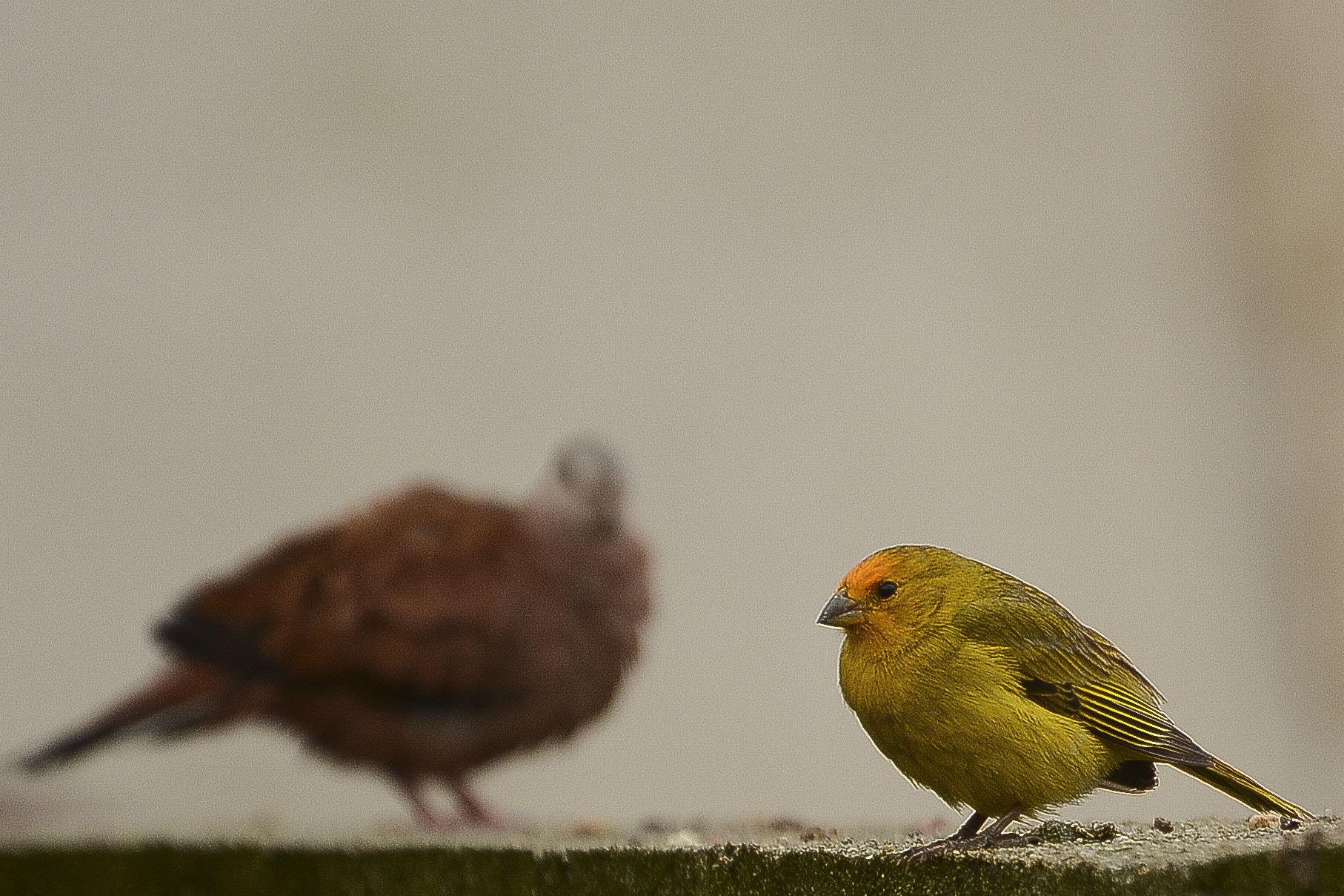 Nikon D7100 + IX-Nikkor 60-180mm f/4-5.6 sample photo. O anjo protetor. photography