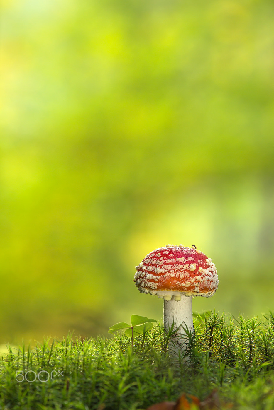 Canon EOS 60D + Canon EF 200mm F2.8L II USM sample photo. Fliegenpilz │ fly agaric │amanita muscaria photography