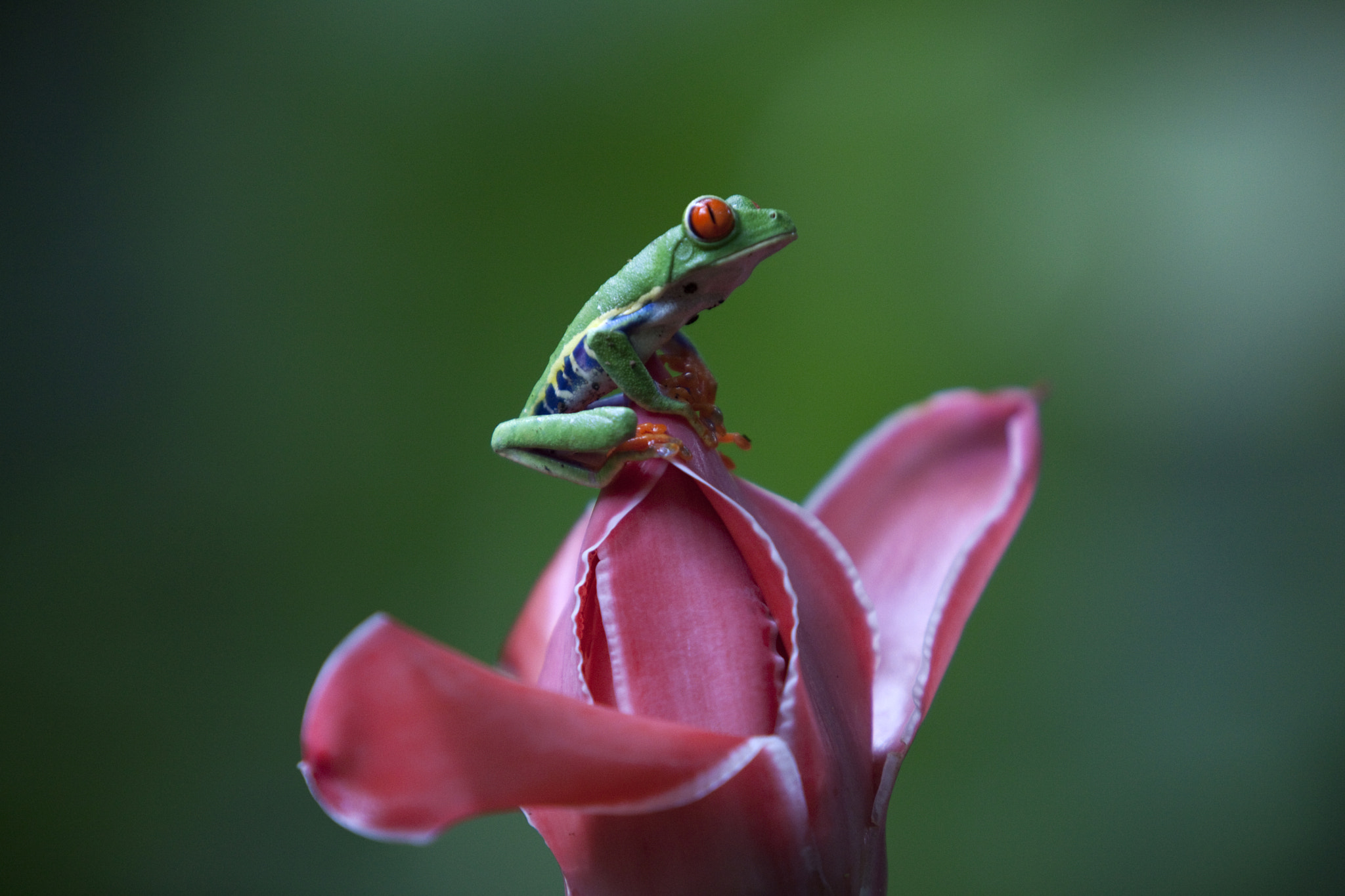 Canon EOS 5D Mark II + Canon EF 70-200mm F2.8L USM sample photo. Only in costa rica photography