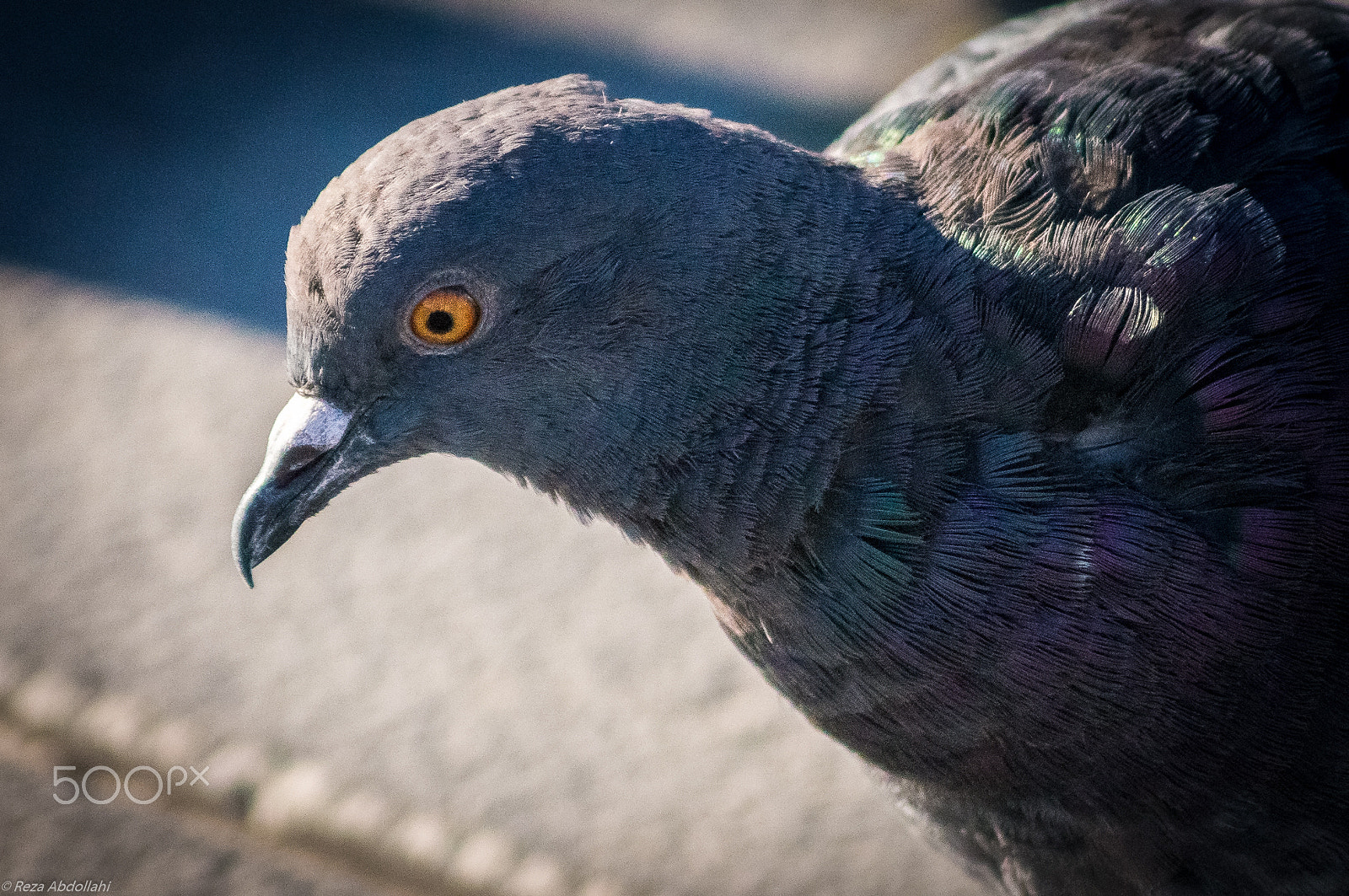 Sony Alpha NEX-5R sample photo. Wise pigeon photography