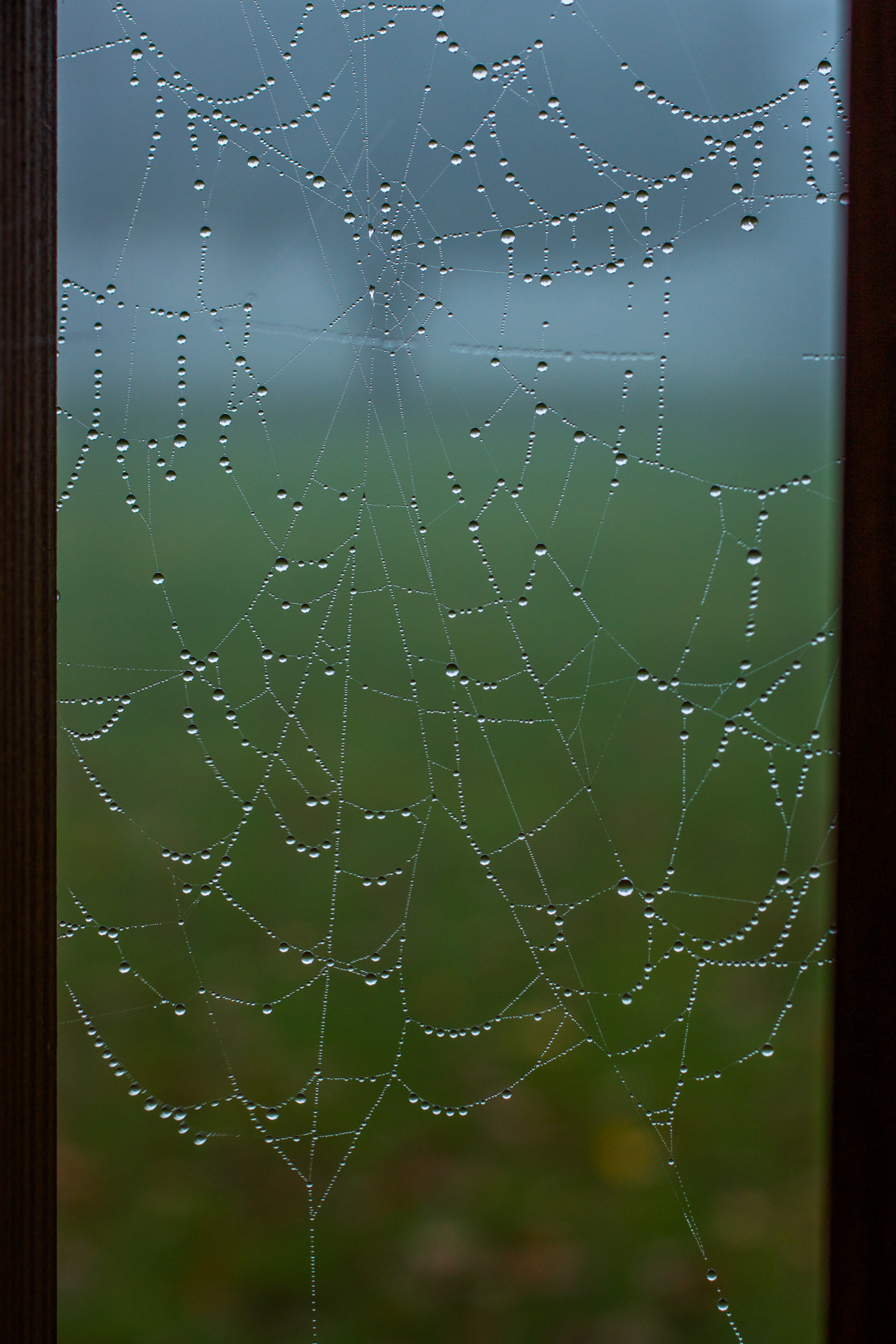 Canon EF 50mm F2.5 Macro sample photo. Good morning photography