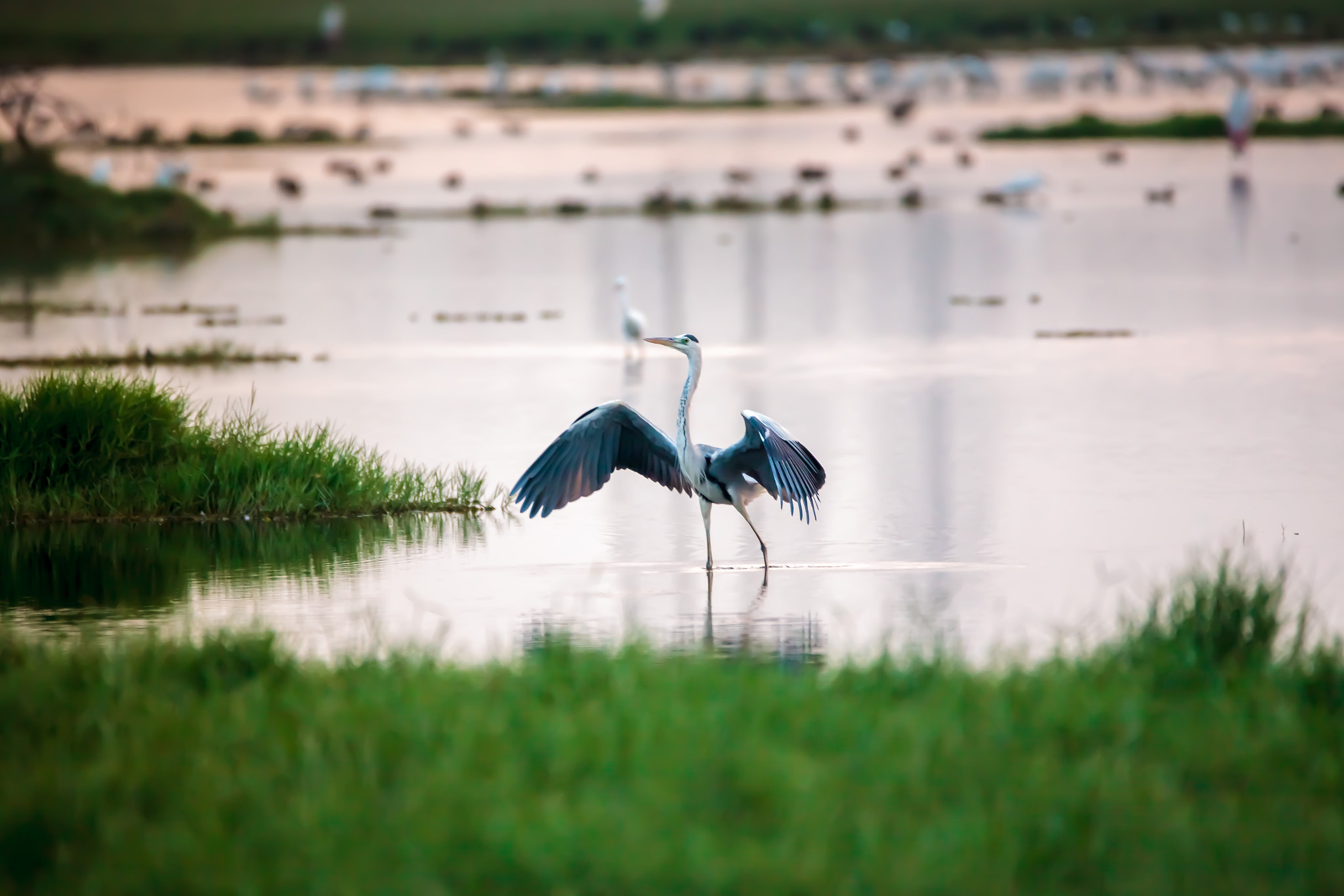 150-600mm F5-6.3 DG OS HSM | Contemporary 015 sample photo. Chennai photography